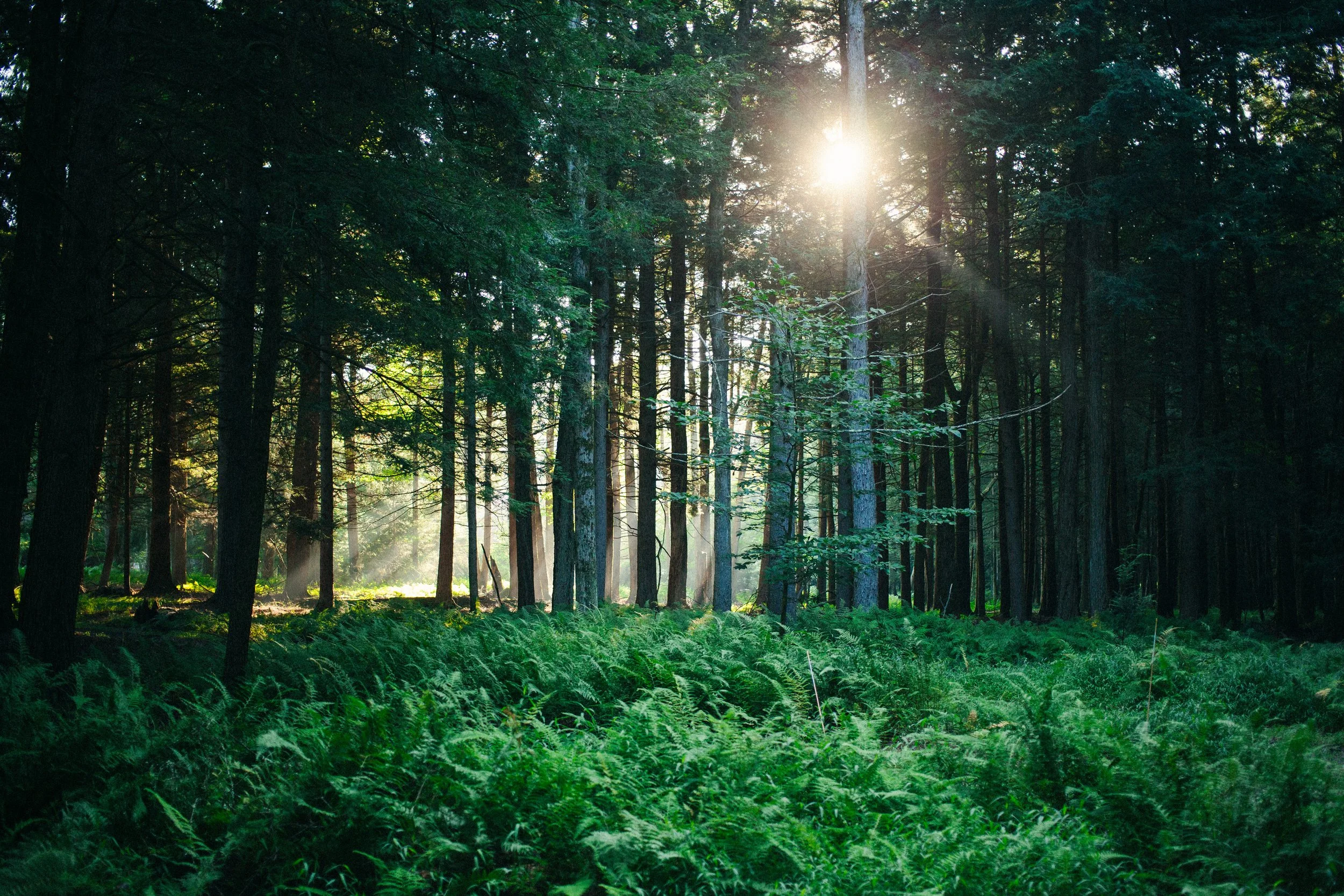 Sunlight filtering through a dense forest of tall trees with green foliage and ferns on the forest floor.