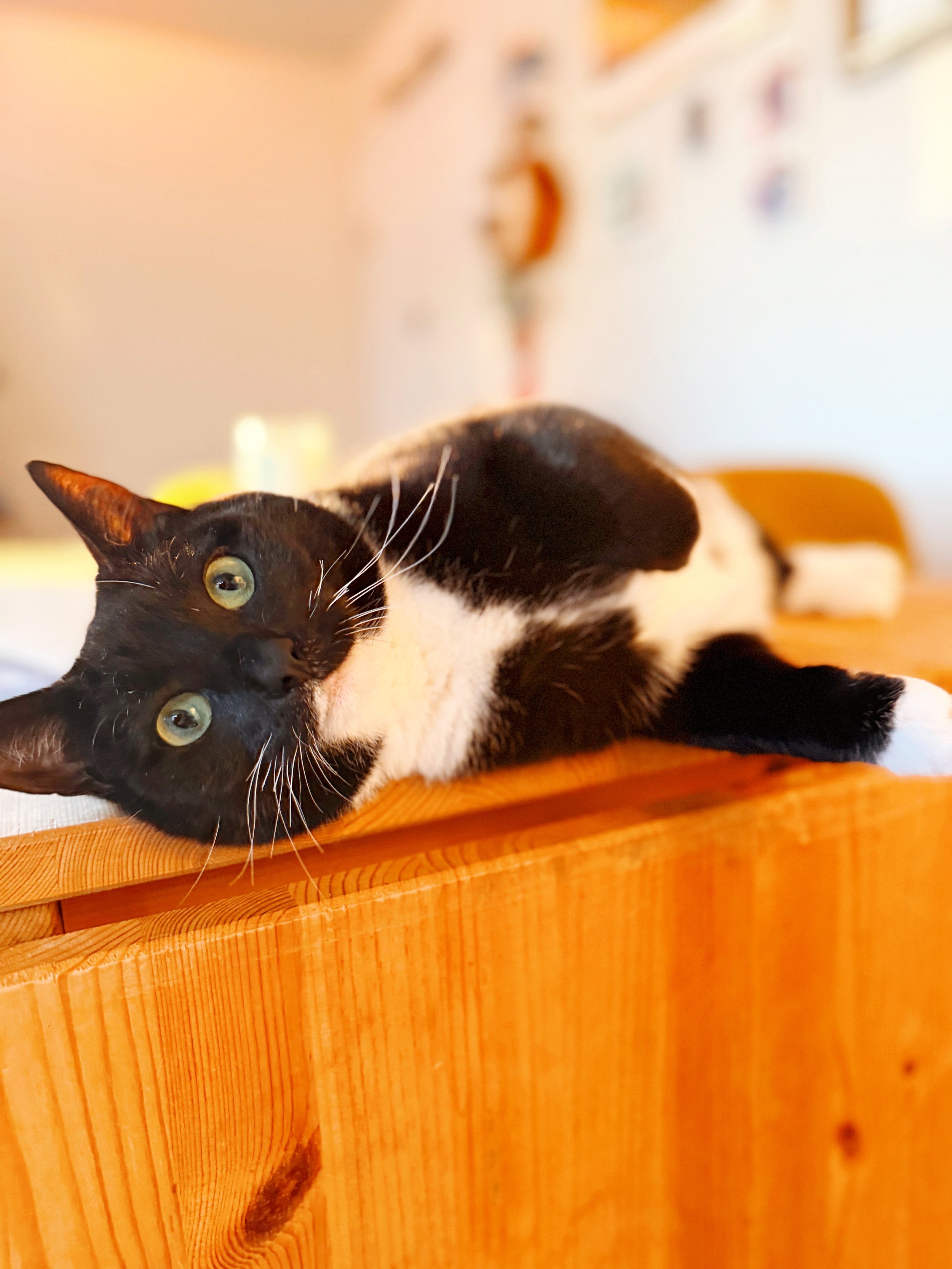 Black and white cat lying on a wooden surface, looking at the camera with green eyes.