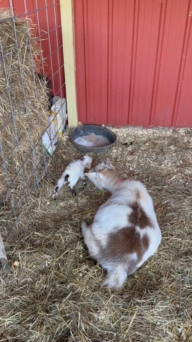 Mama Goat Florence "Flo", caring for 5 day old baby goat "Pearl", Flo's 1st born of her twin kid's (baby goats)
