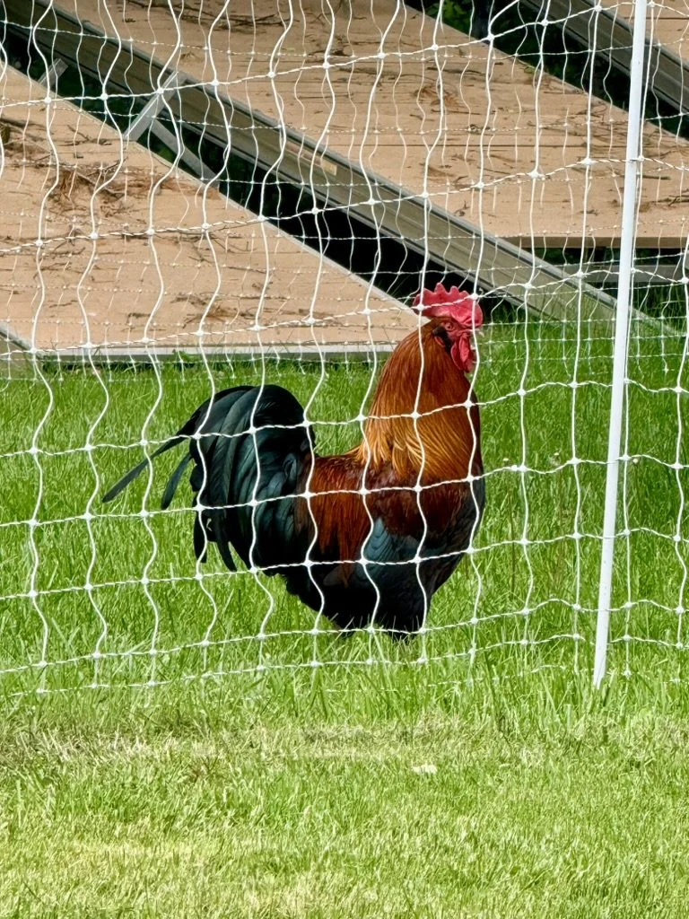 Our Colorful & Hen Guarding Farm Rooster