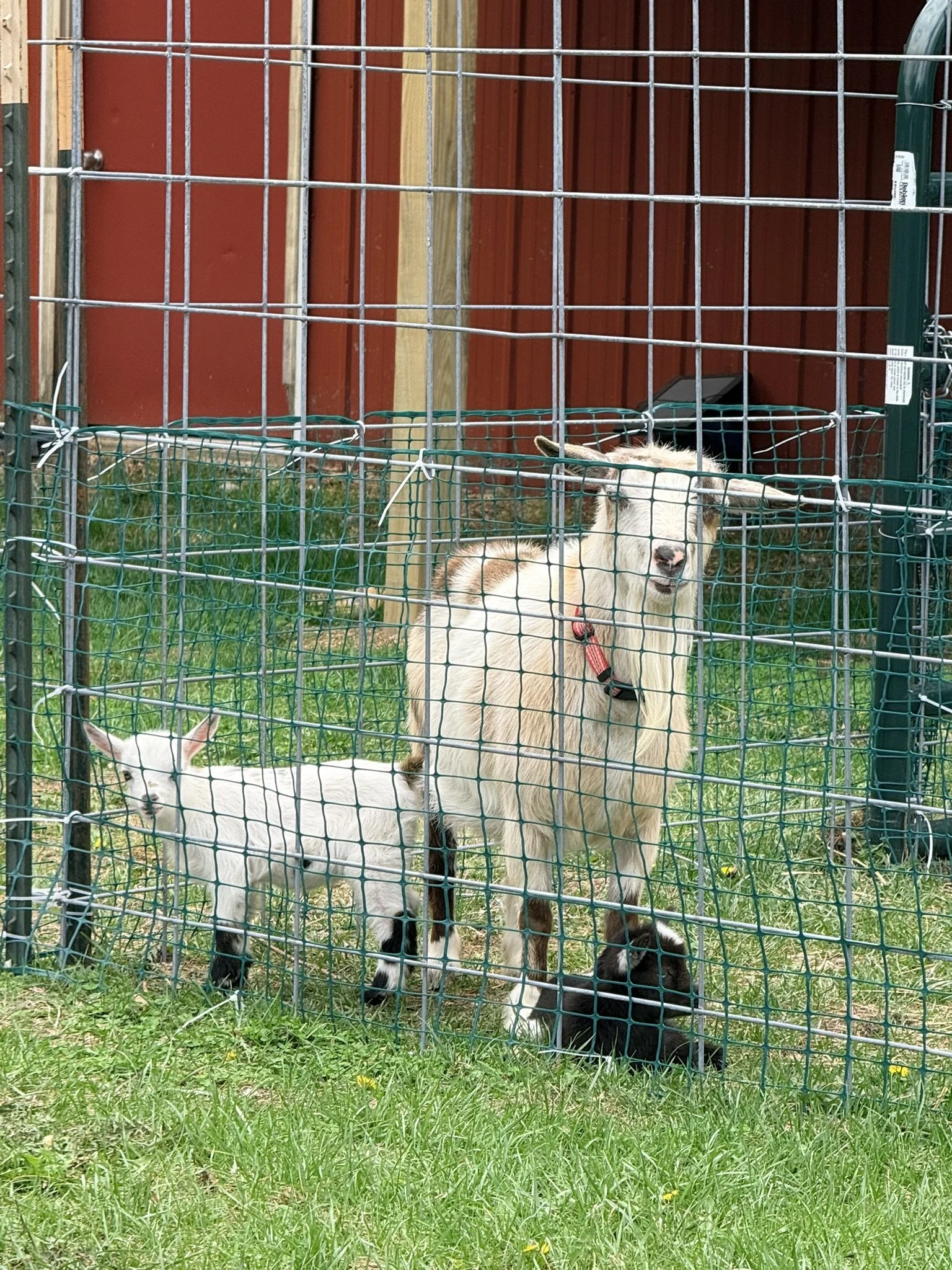 Two Blue Sky Farm goats, one white with black and brown markings, name is Hazel, and one black and white, Florence, "Flo", standing behind a wire fence on a grassy area, with a red wooden building in the background.