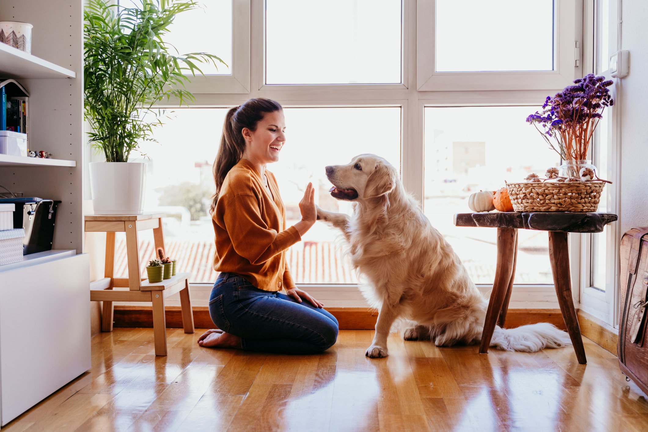 Pet care, walks, vet runs, groomer schedules