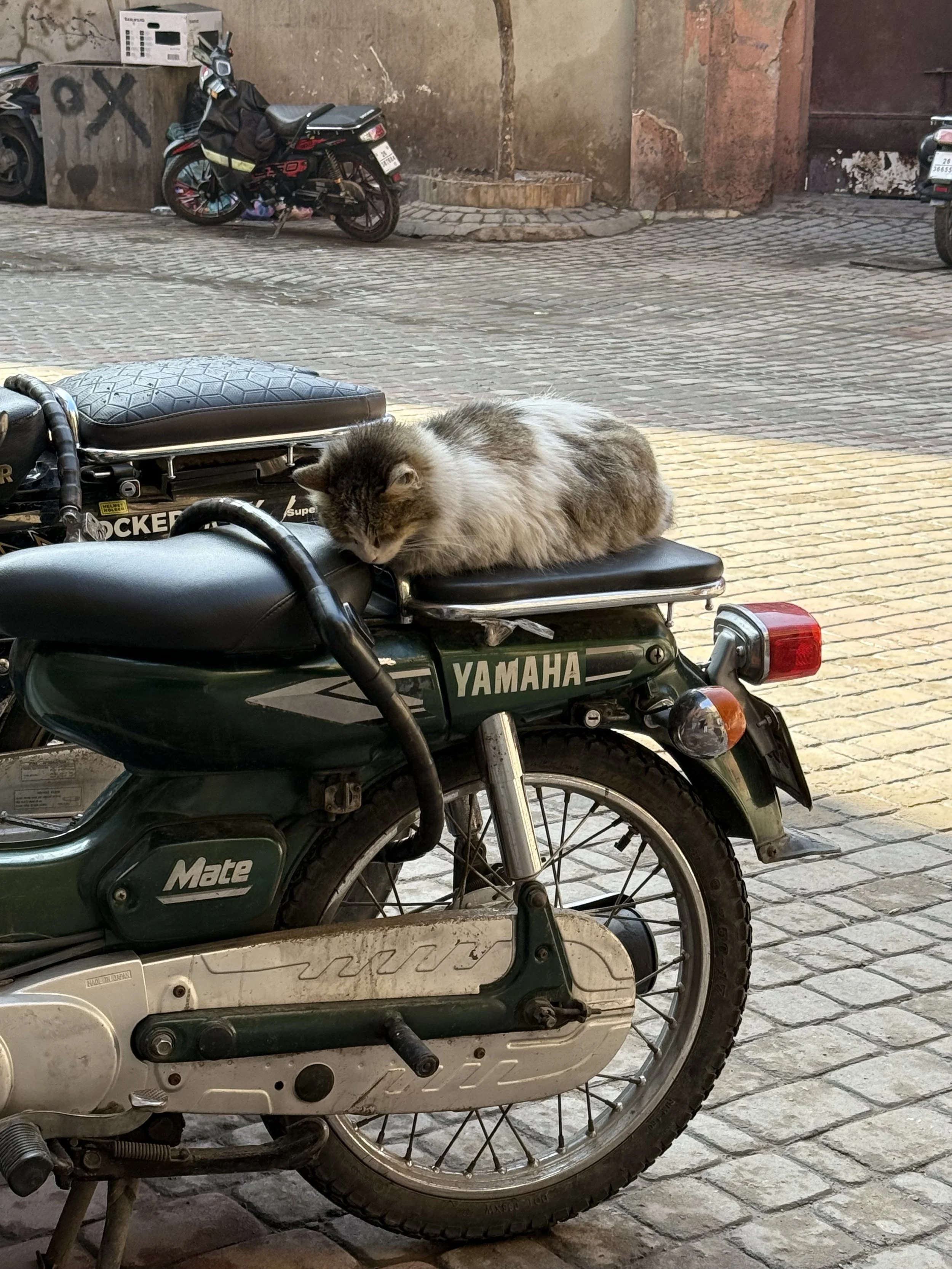 IMG_2502.jpeg