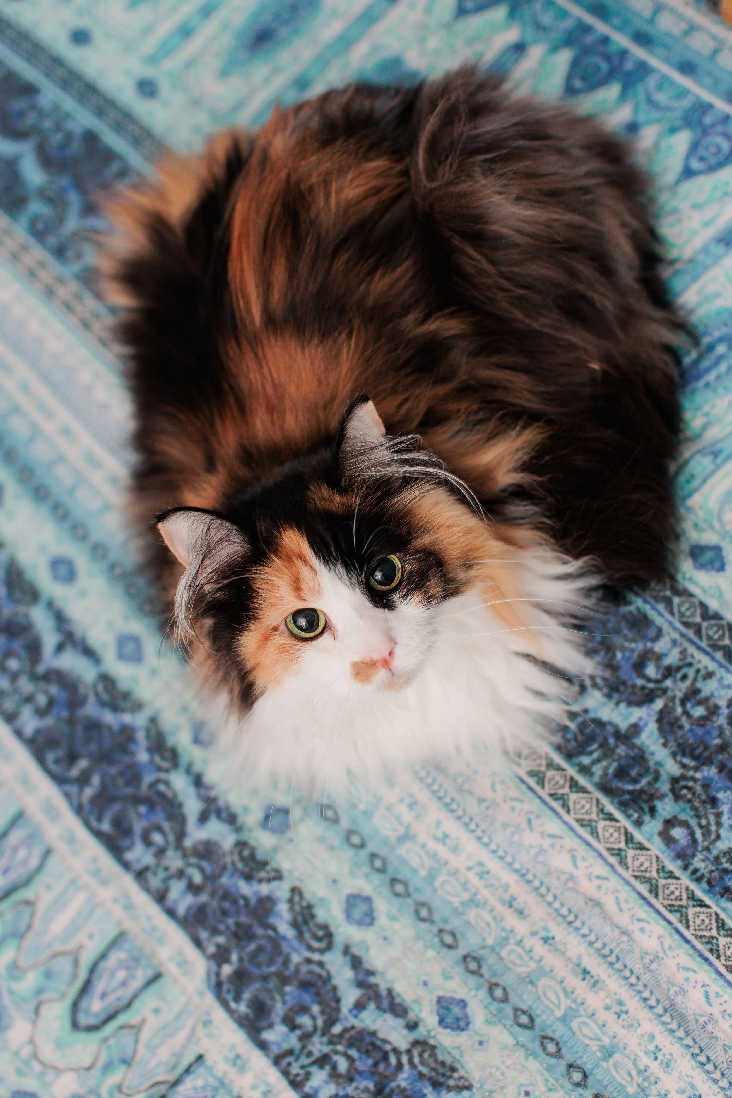 Fluffy calico cat resting on a blue patterned blanket, creating a warm and welcoming atmosphere at Chelsea Turner Therapy.