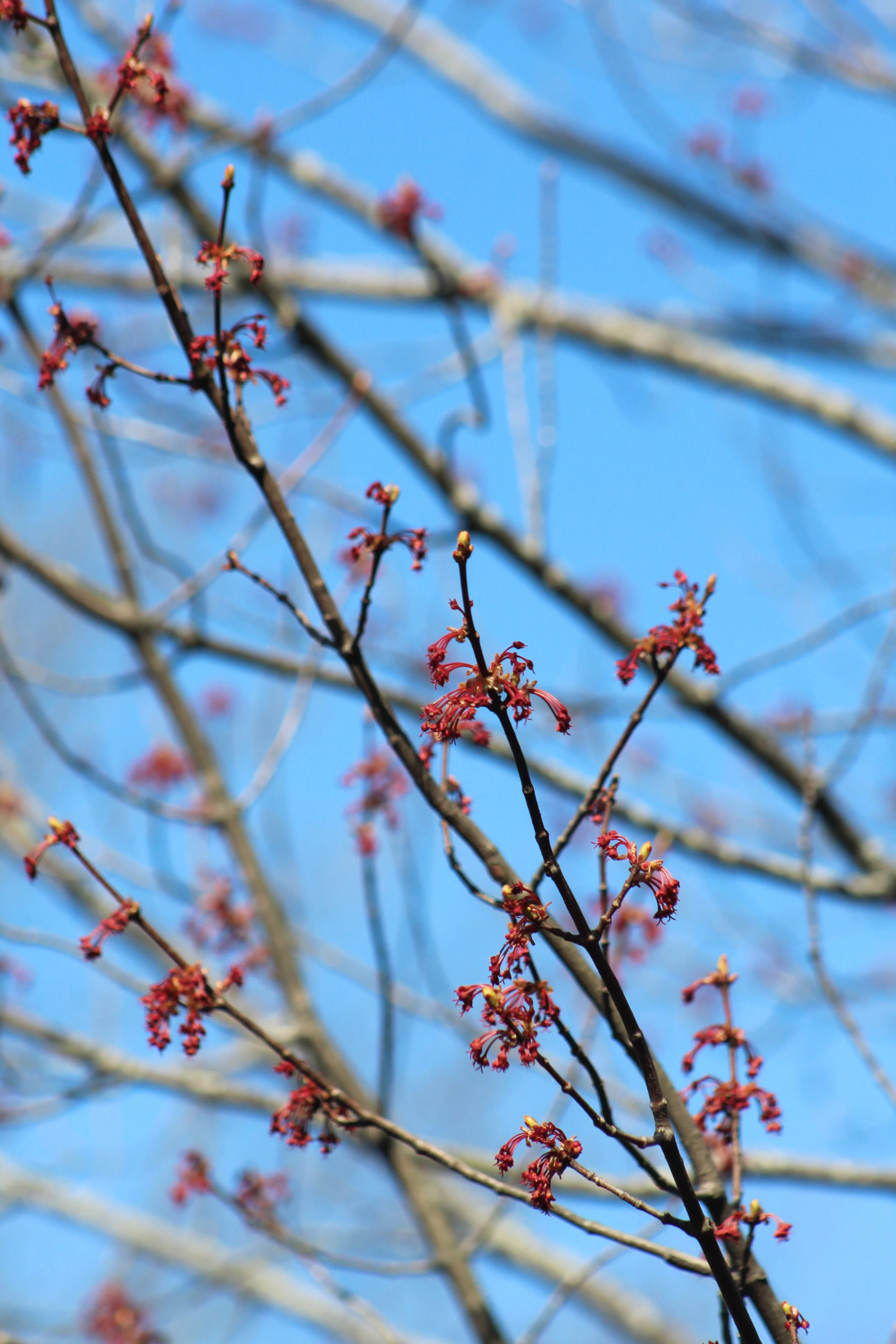 Photo Credit: Deborah Mashibini-Prior