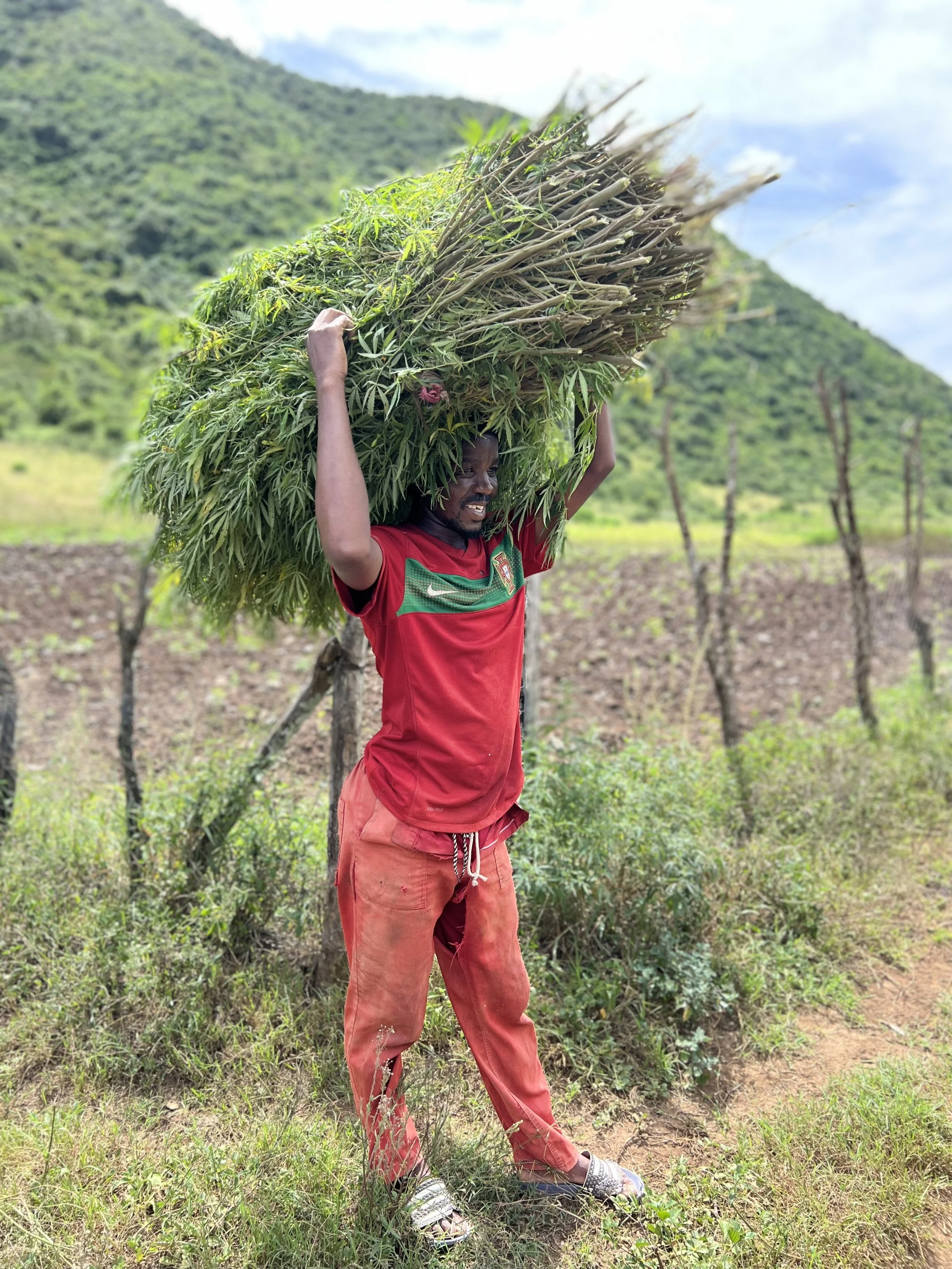 A man wearing a red T-shirt and orange pants carrying a large bundle of freshly cut green plants on his shoulder in a rural outdoor setting with hills and some trees.