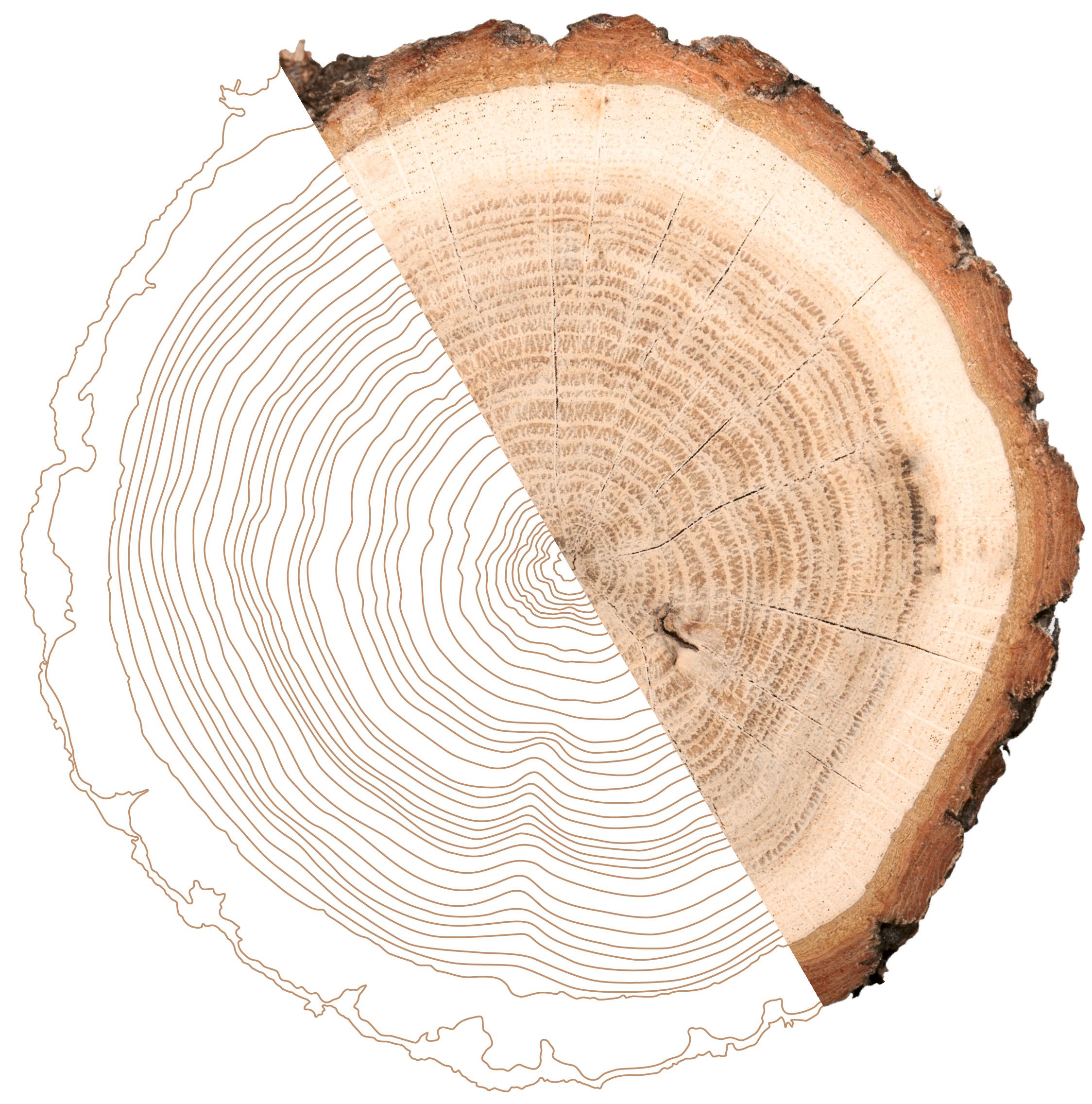 Close-up of a cross-section of a tree trunk, showing growth rings and bark.
