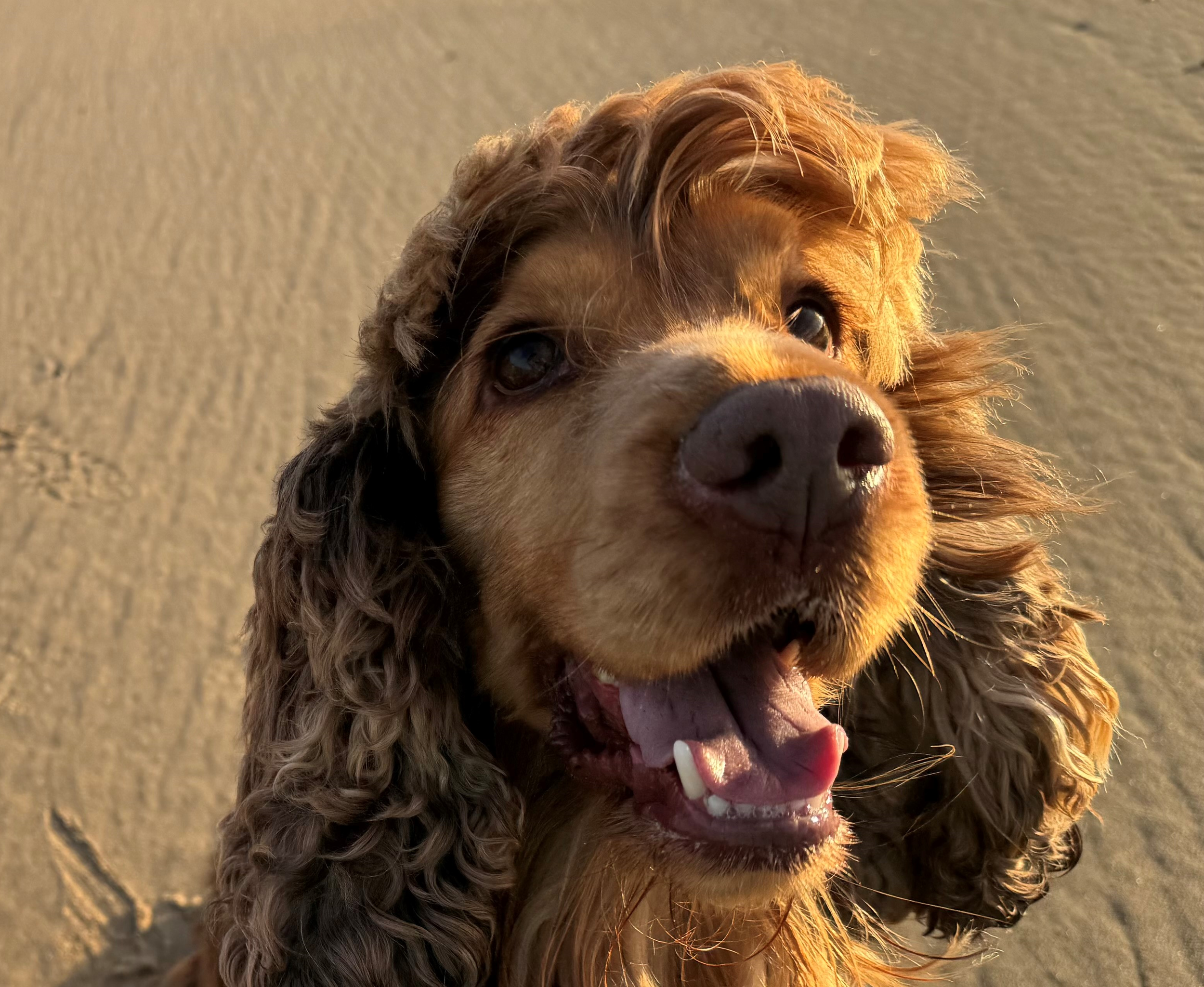 Close-up of a happy, smiling dog with curly ears on a sandy surface.