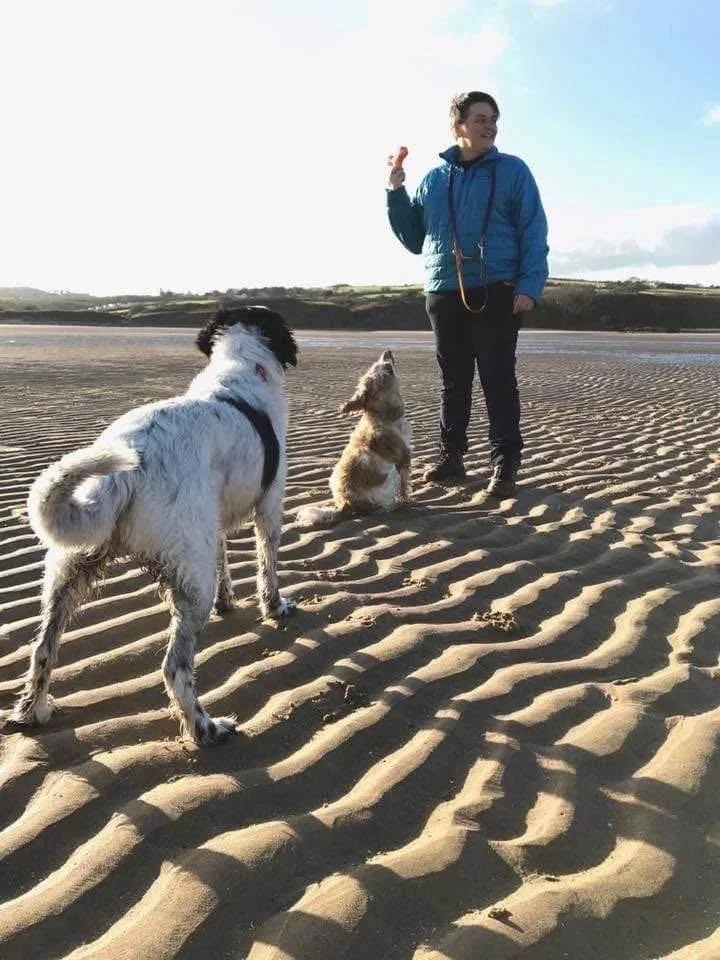A person in a blue jacket standing on a sandy beach with three dogs, two standing and one sitting, under a partly cloudy sky.