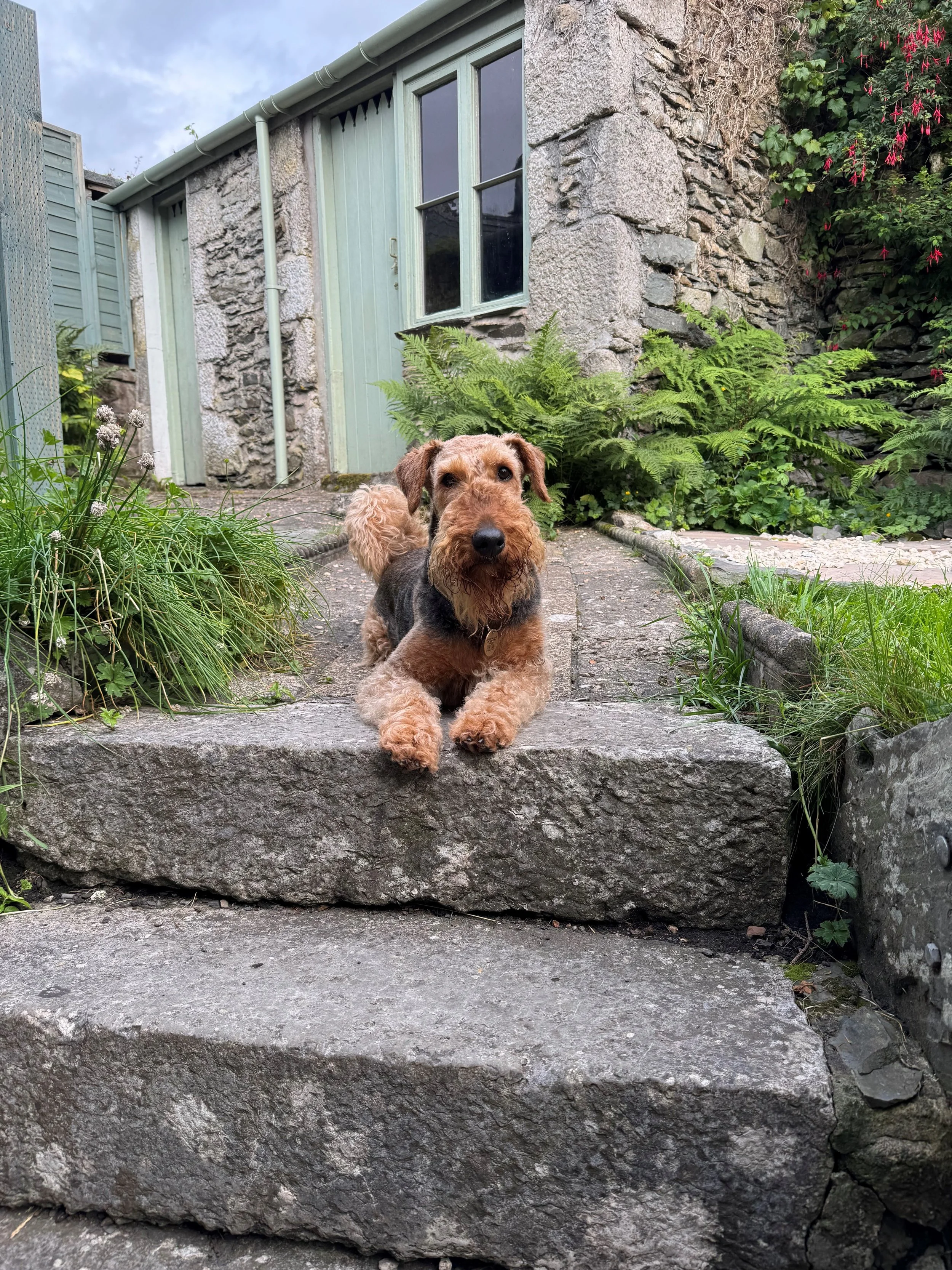 A airedale terrier, tan and black dog lying on a stone staircase in a garden with green plants and flowers, and a stone house in the background.