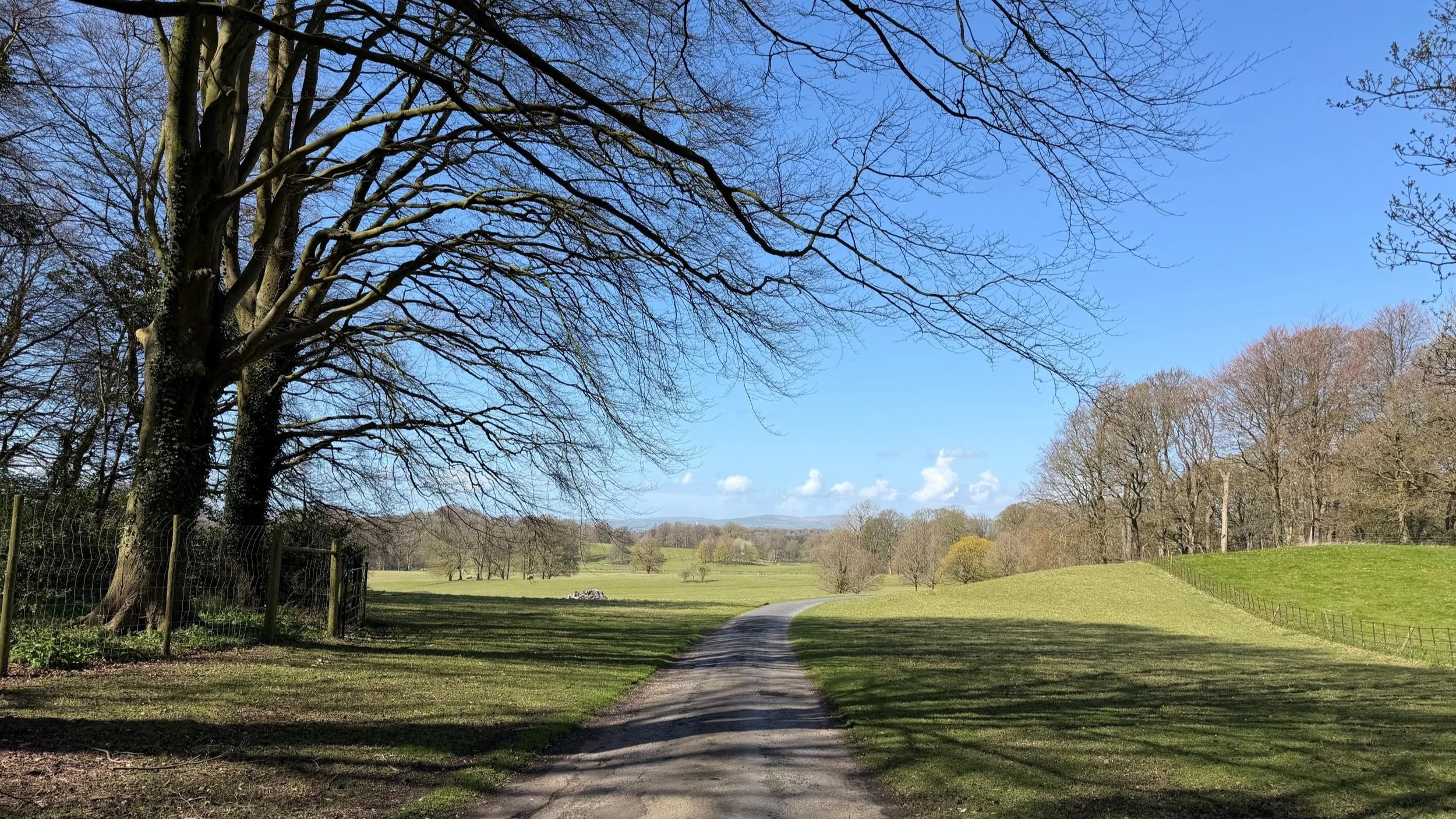 Holker Hall parkland. A path cutting through a grassy field with large trees on either side, under a blue sky with a few clouds.