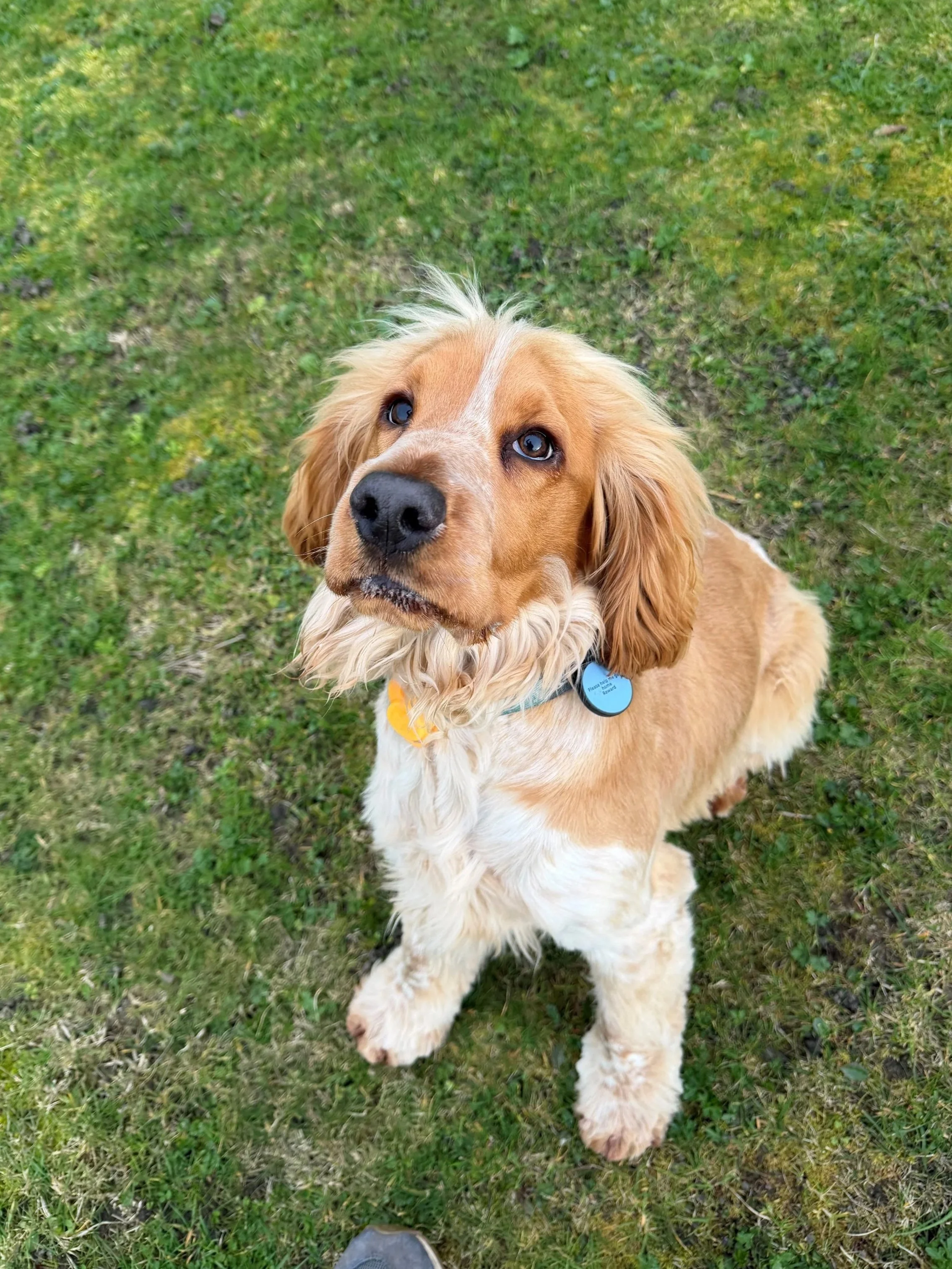 A golden-colored dog with long ears, blue eyes, and a collar, sitting on grass and looking up.