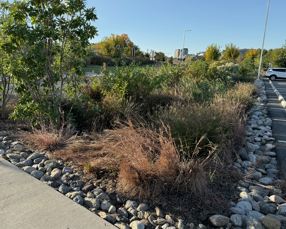 bioswale with shrubs near a parking lot