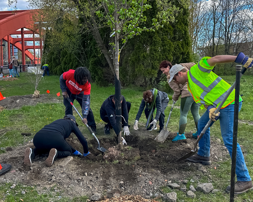 people plant a tree together in a park