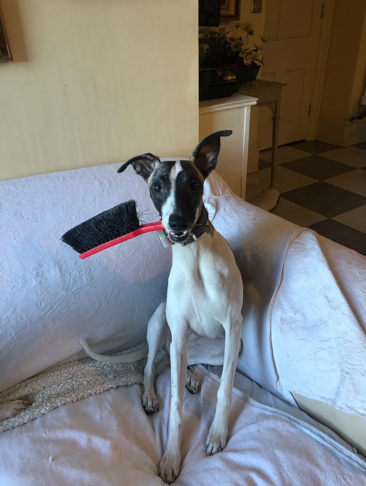 By the way do you need a cleaner? #whippet_feature #whippets #whippetofinstagram