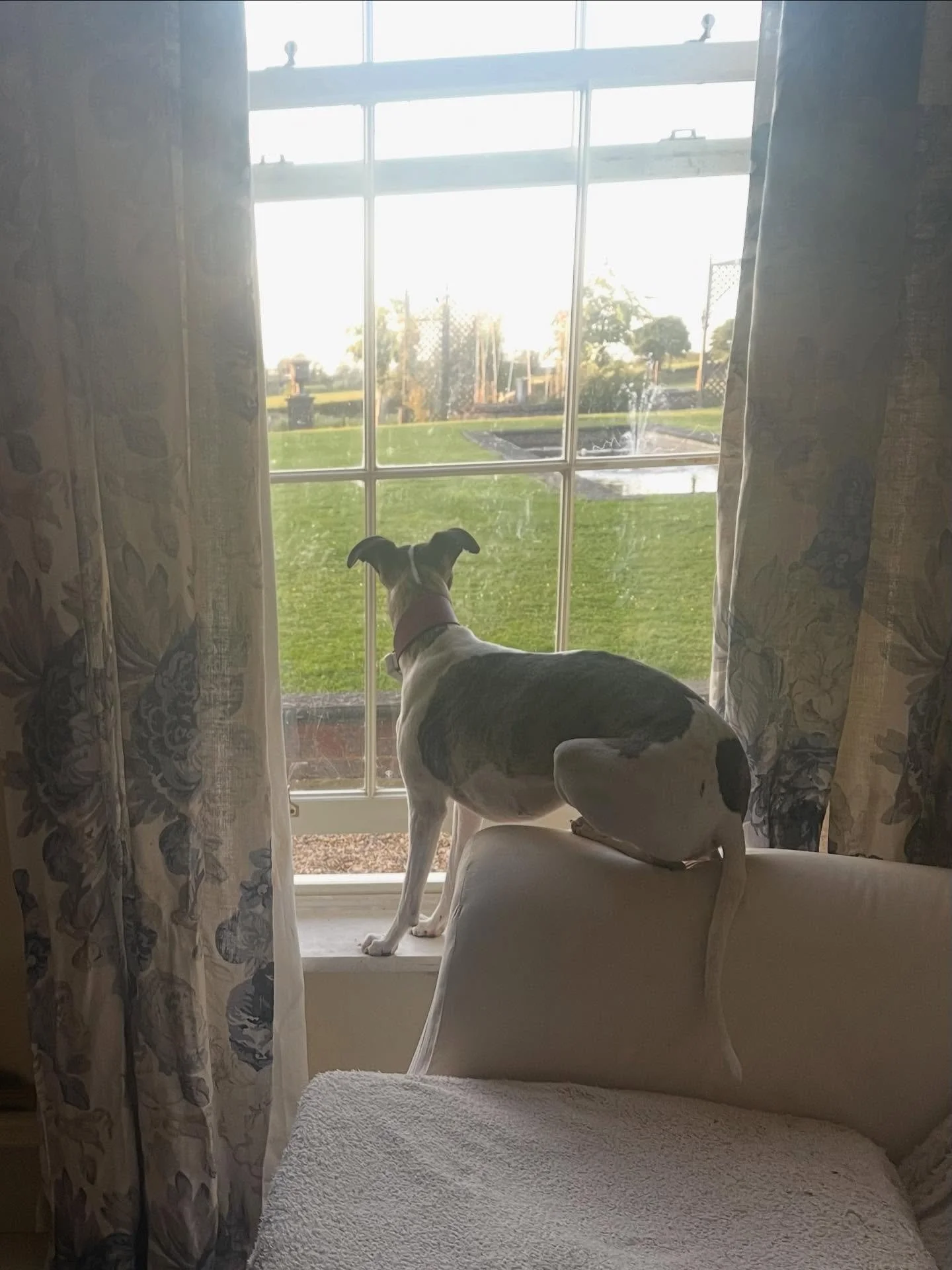 I think it&rsquo;s stopped raining? #whippet_feature #whippet #whippetoftheday