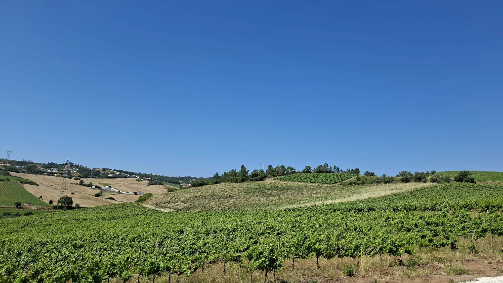 Vineyard with green plants covering rolling hills under a clear blue sky.
