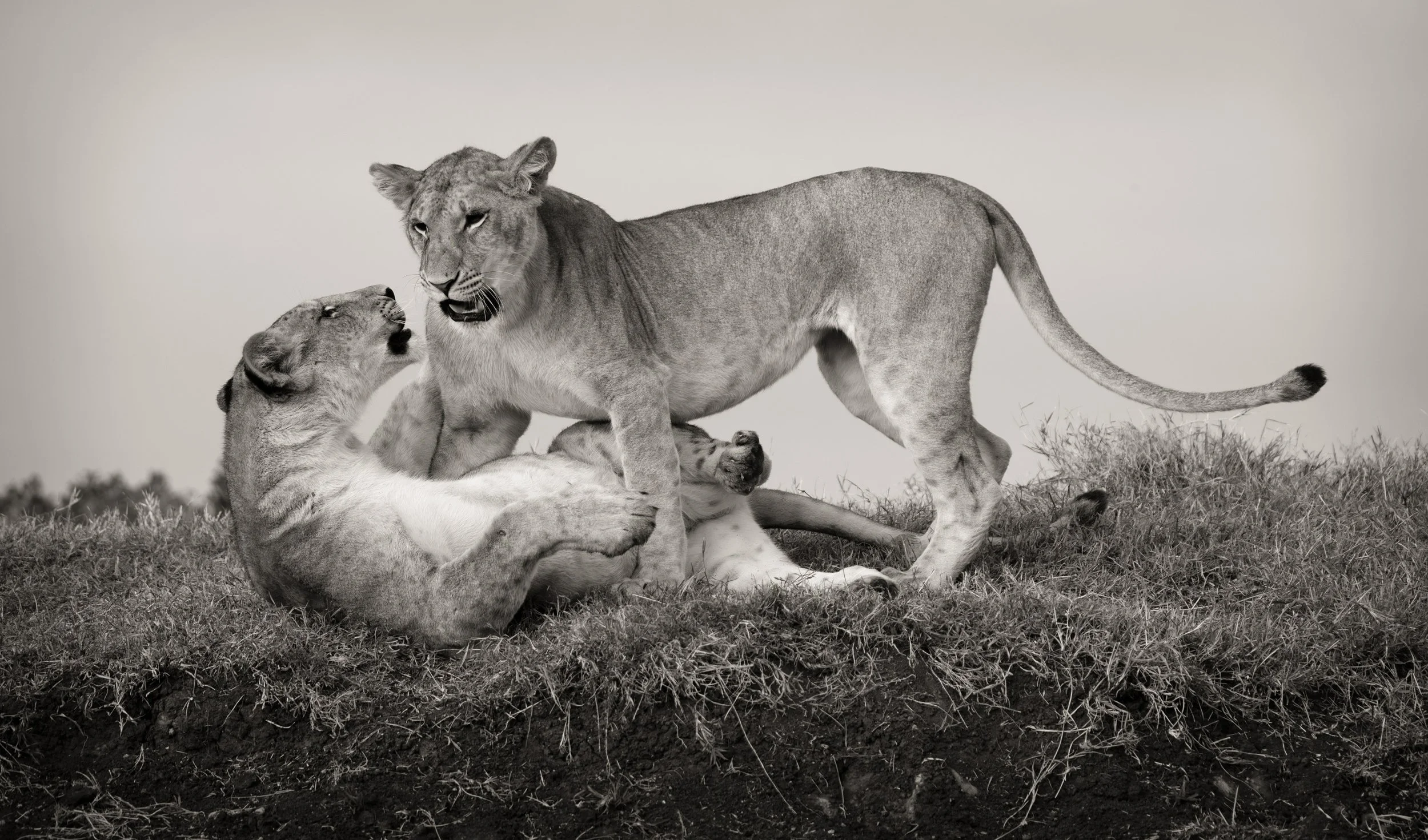 Immature Lions of the Wanjiku Pride  |  Ol Pejeta Conservancy, Kenya
