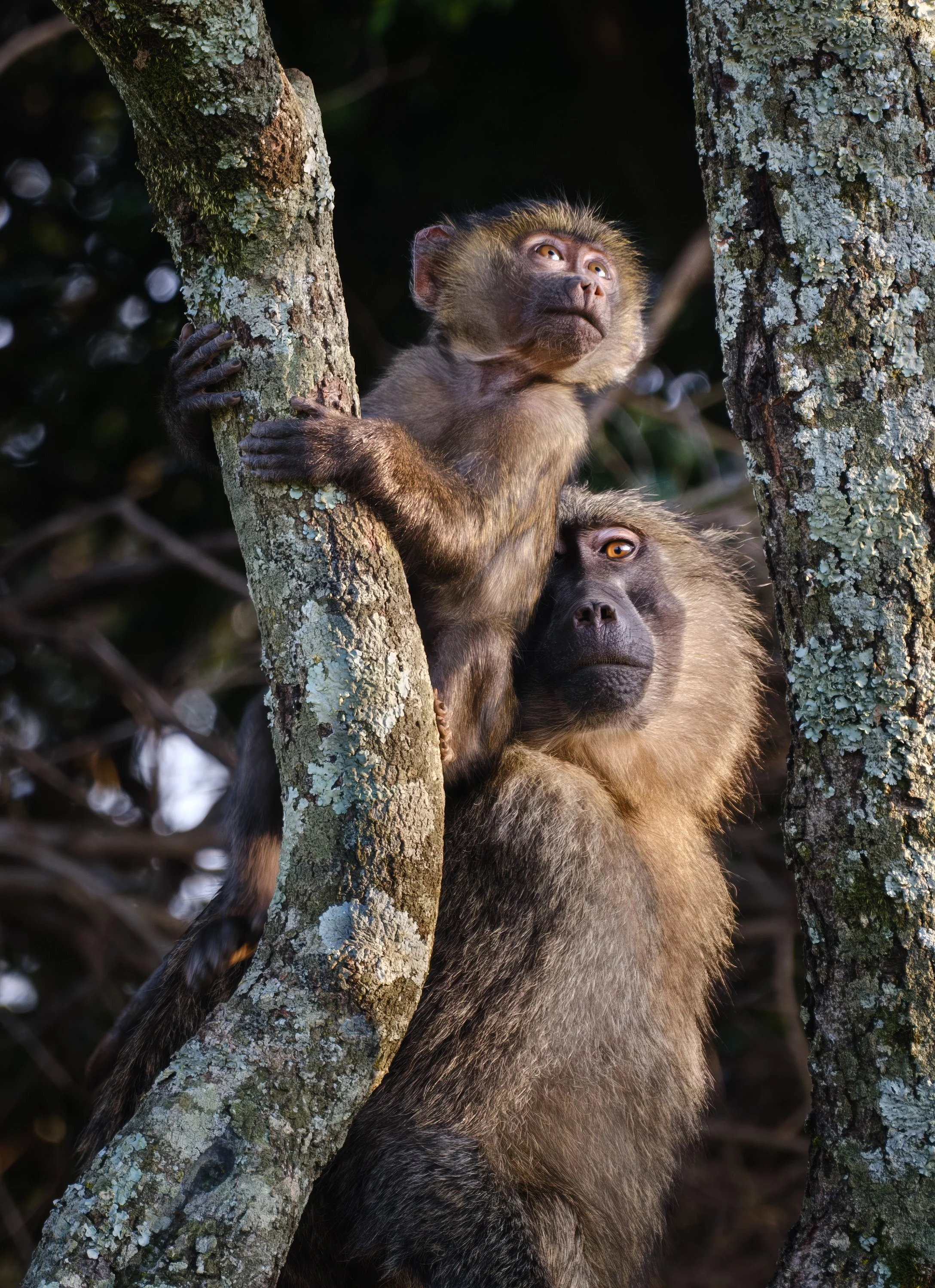 Seeing the Light - Olive Baboons  |  Mara North Conservancy, Kenya