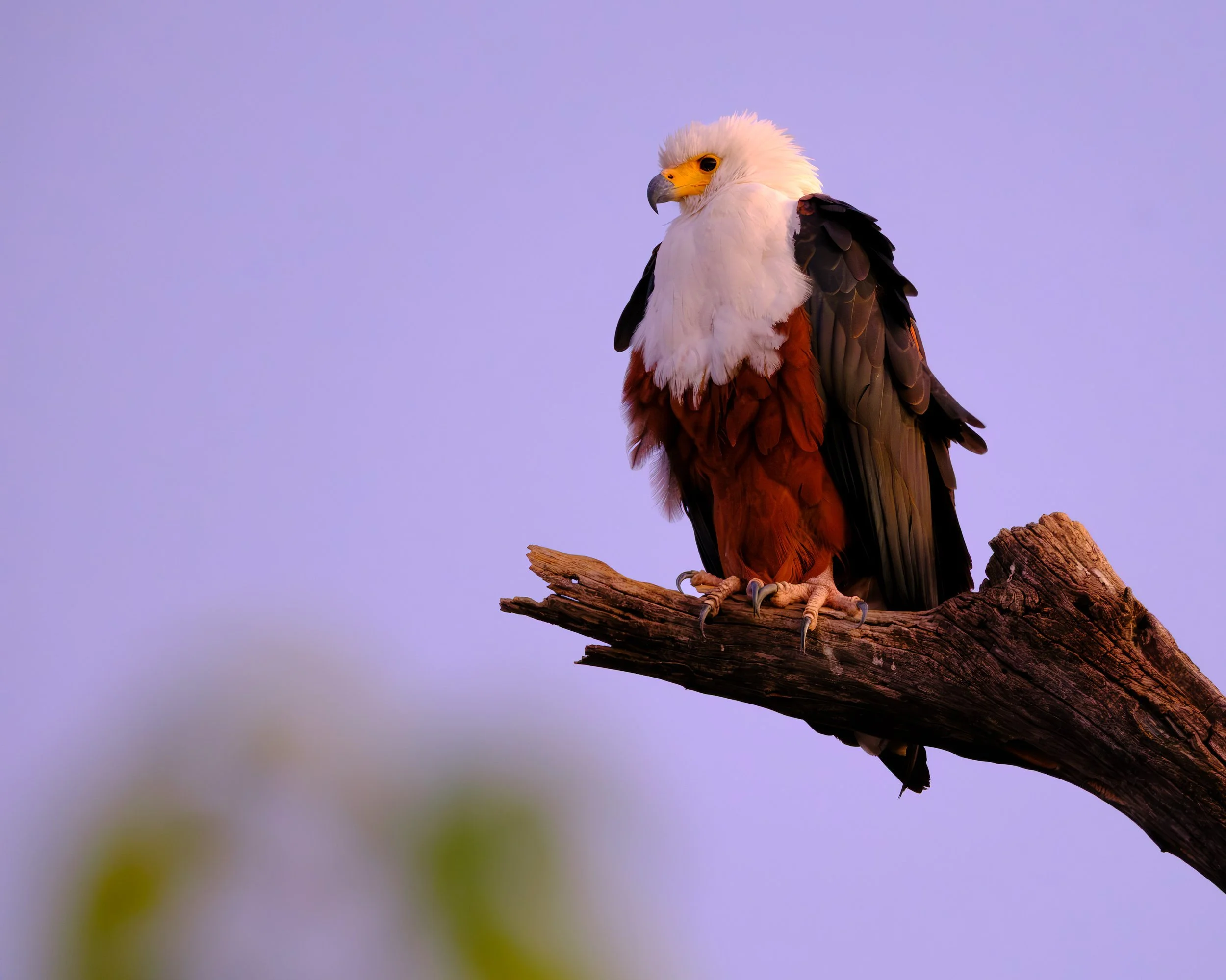 African Fish Eagle at Dawn  |  Okavango Delta, Botswana