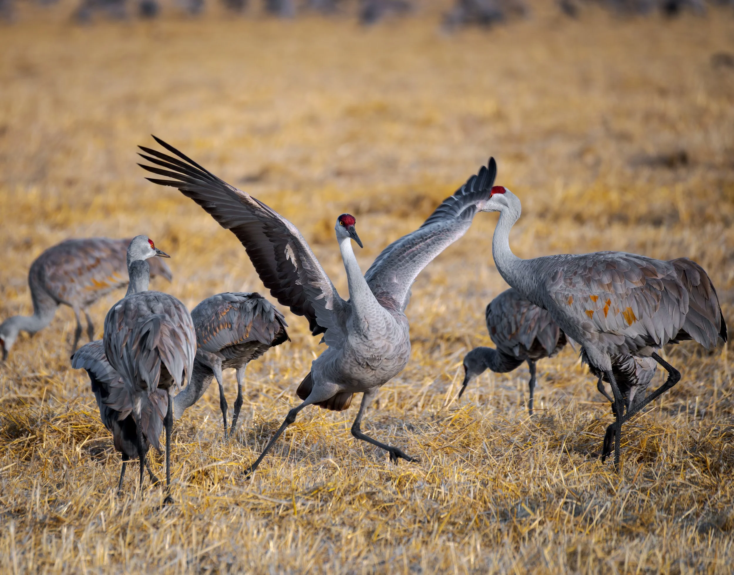 Saturday Night Fever - Greater Sandhill Cranes  |  San Luis Valley, Colorado