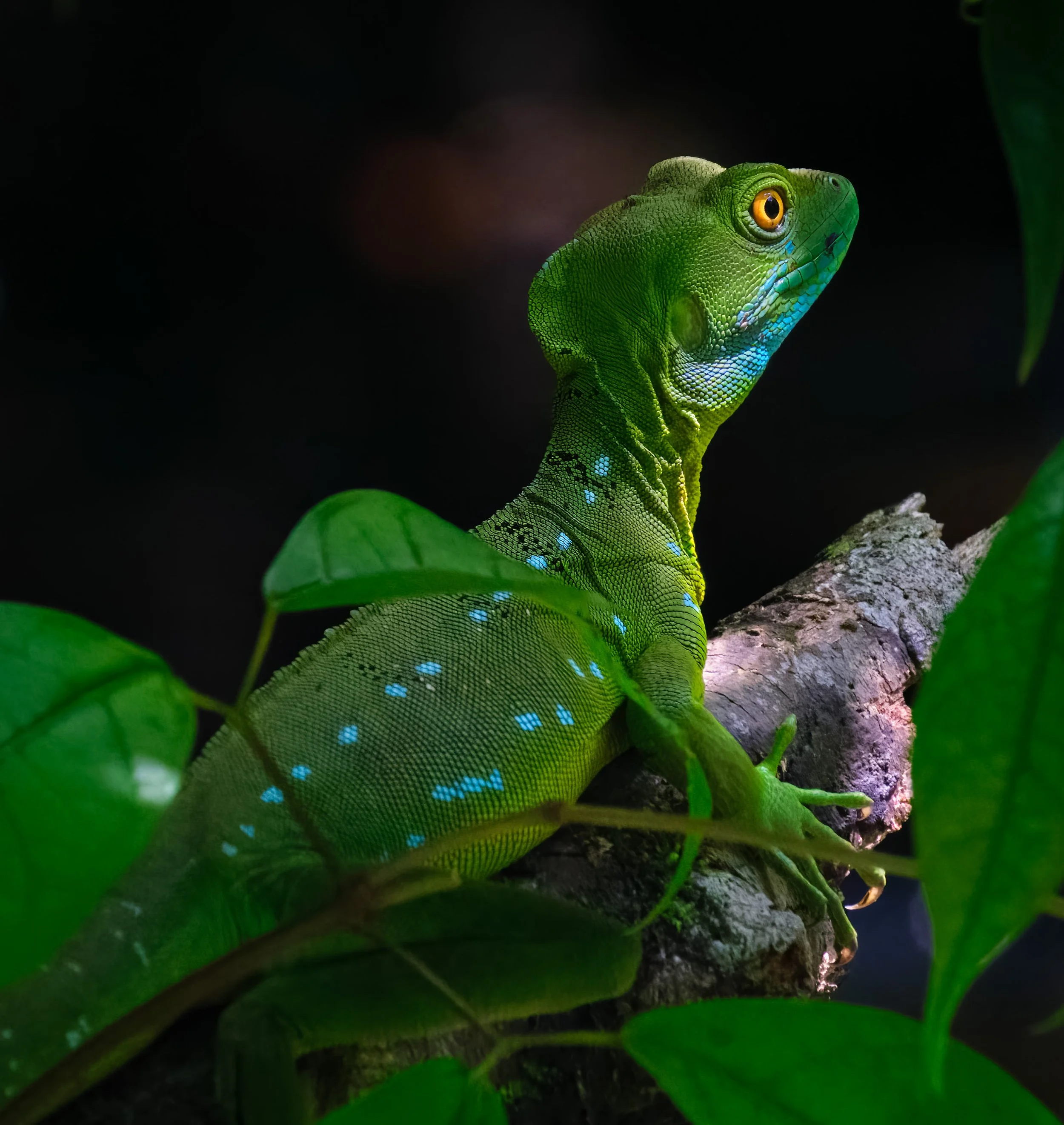 Plumed Basilisk  |  Tortuguero National Park, Costa Rica