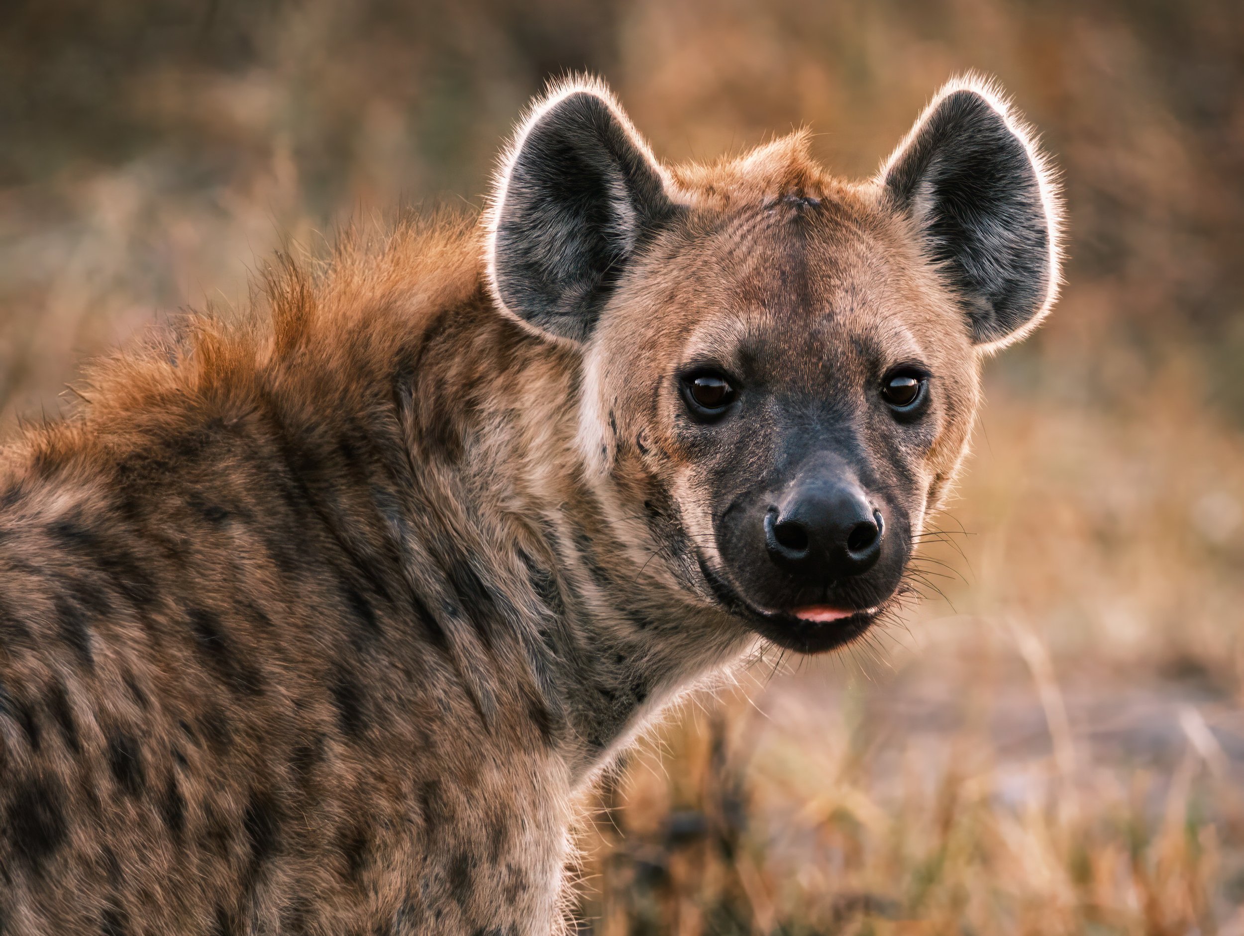 Grinning Ear to Ear - Spotted Hyena  |  Okavango Delta, Botswana