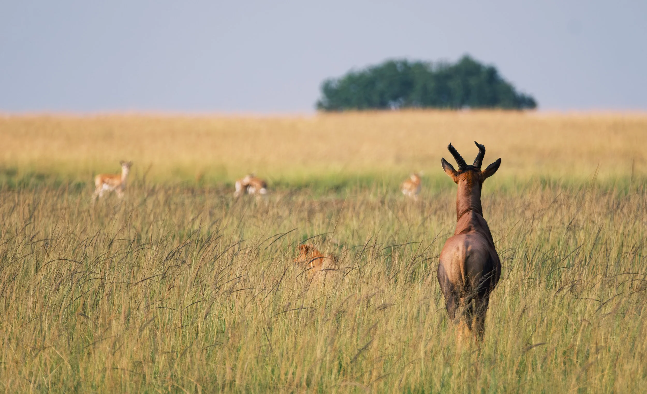 Danger Lurks  |  Mara North Conservancy, Kenya