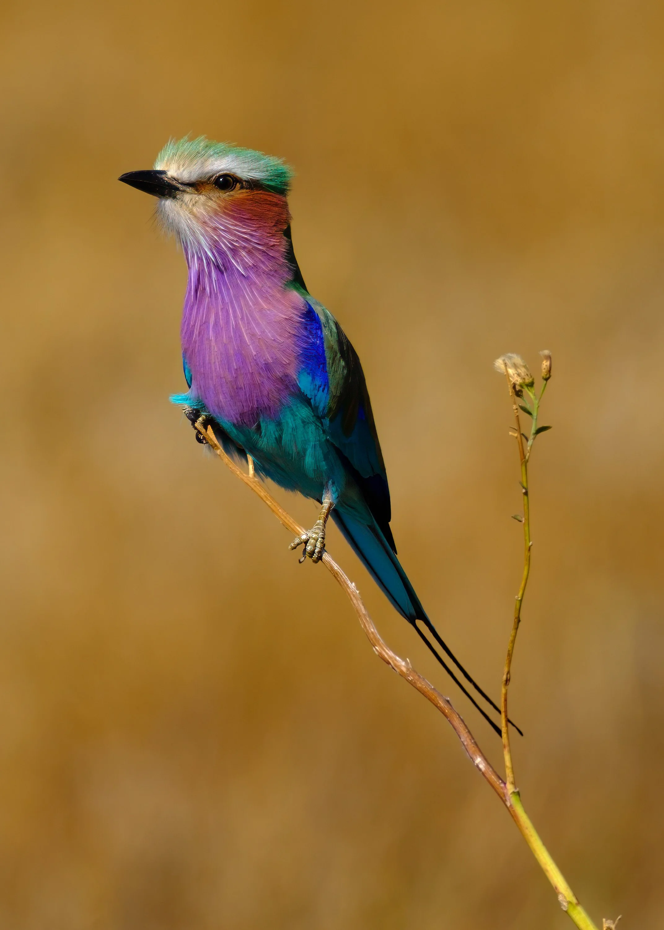 Lilac-breasted Roller  |  Okavango Delta, Botswana