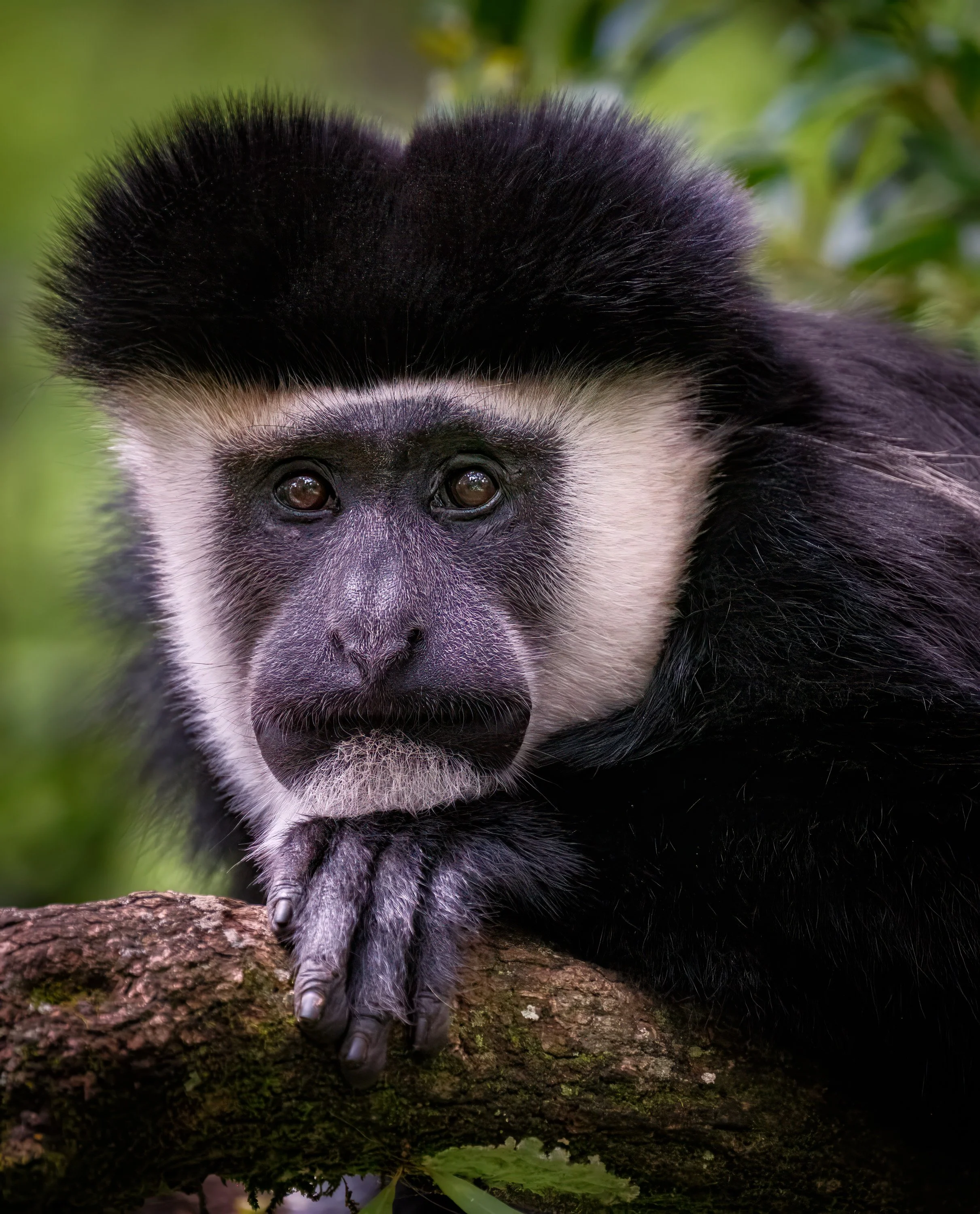 The Thinker - Colobus Monkey  |  Nanyuki, Kenya