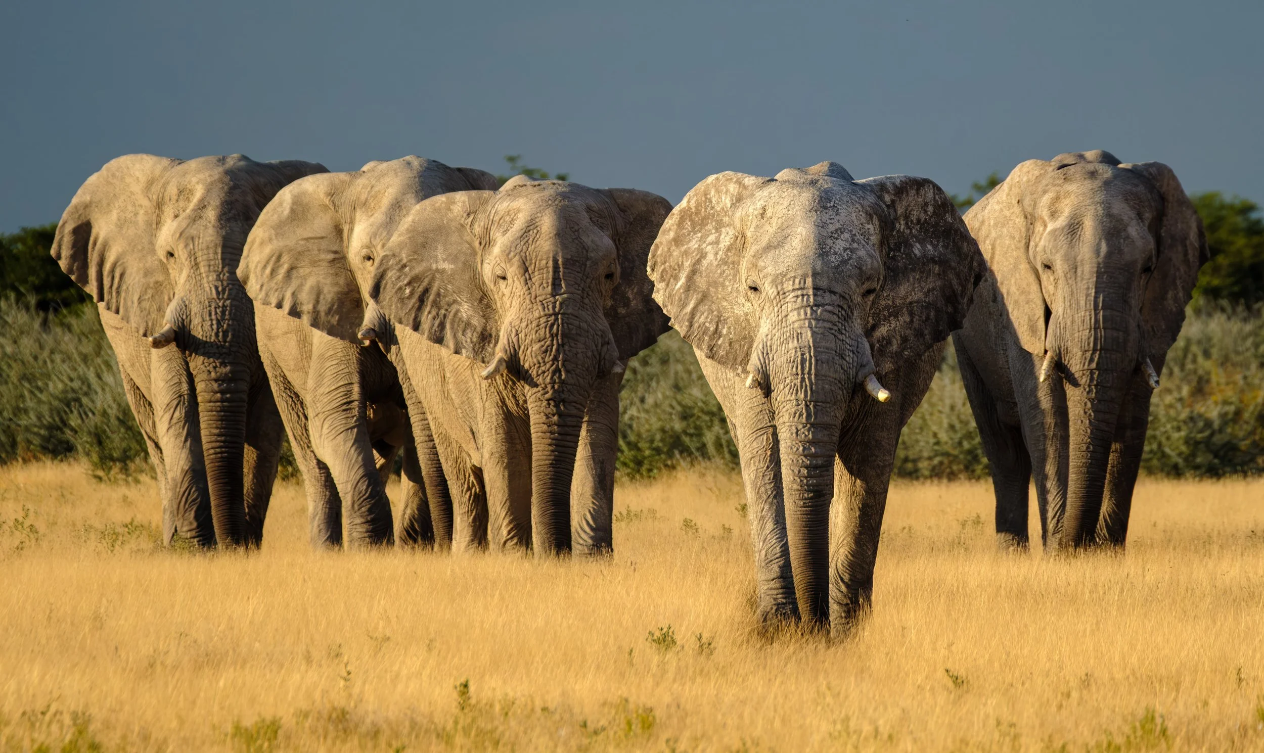 The Ghosts of Etosha  |  Etosha National Park, Namibia