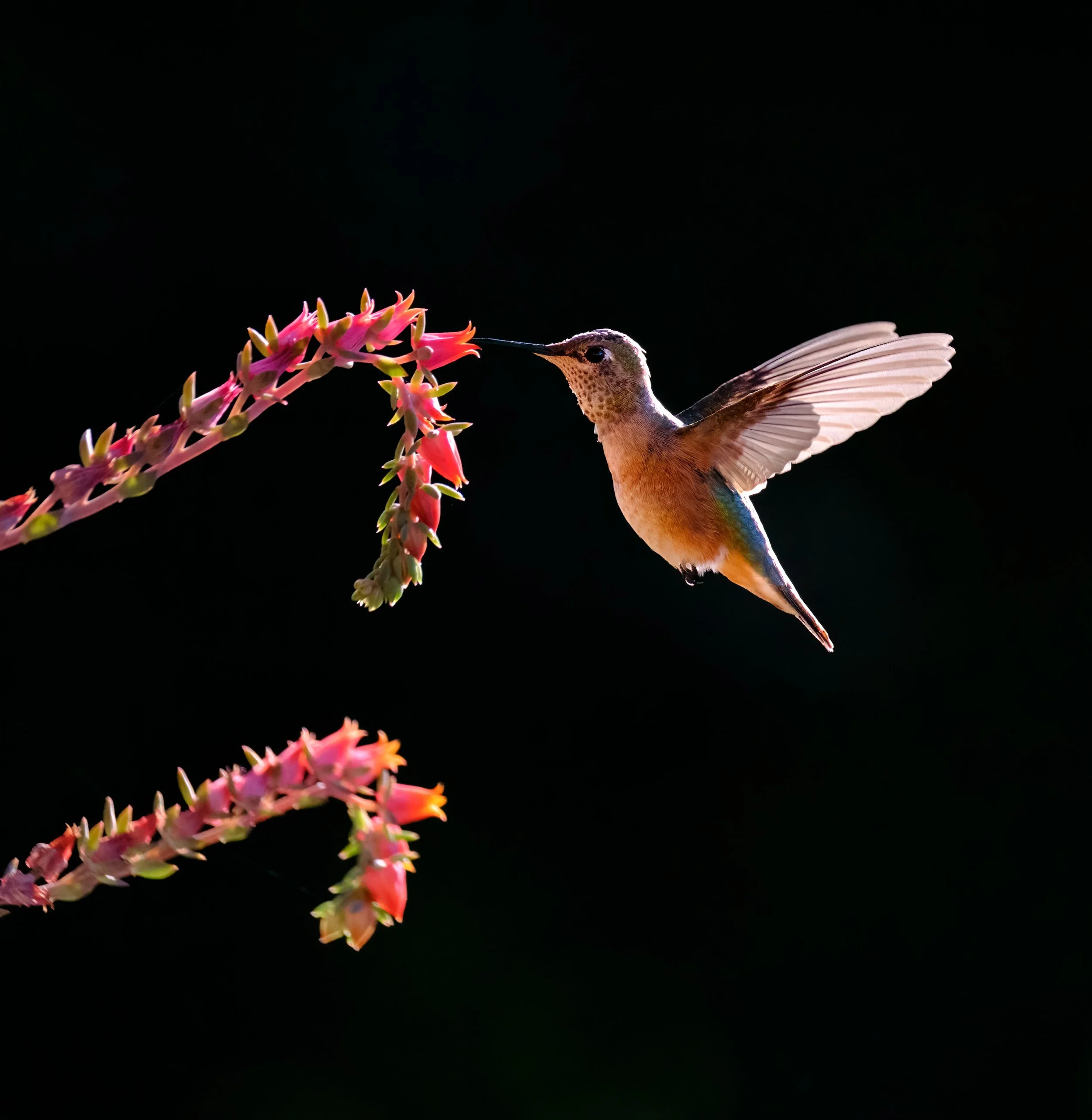 Broad-tailed Hummingbird  |  Colorado