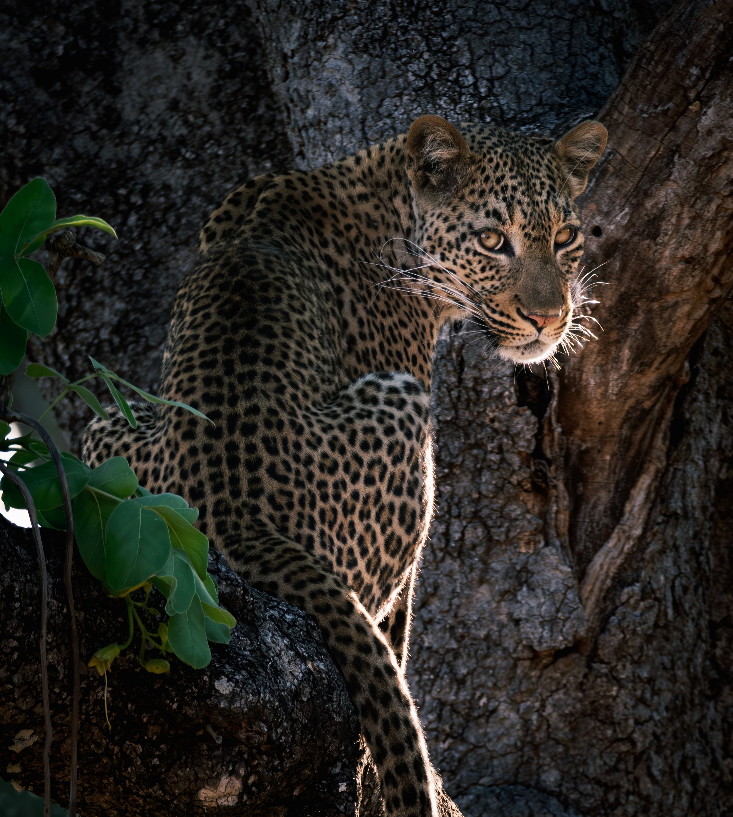 Leopard  |  South Luangwa National Park, Zambia