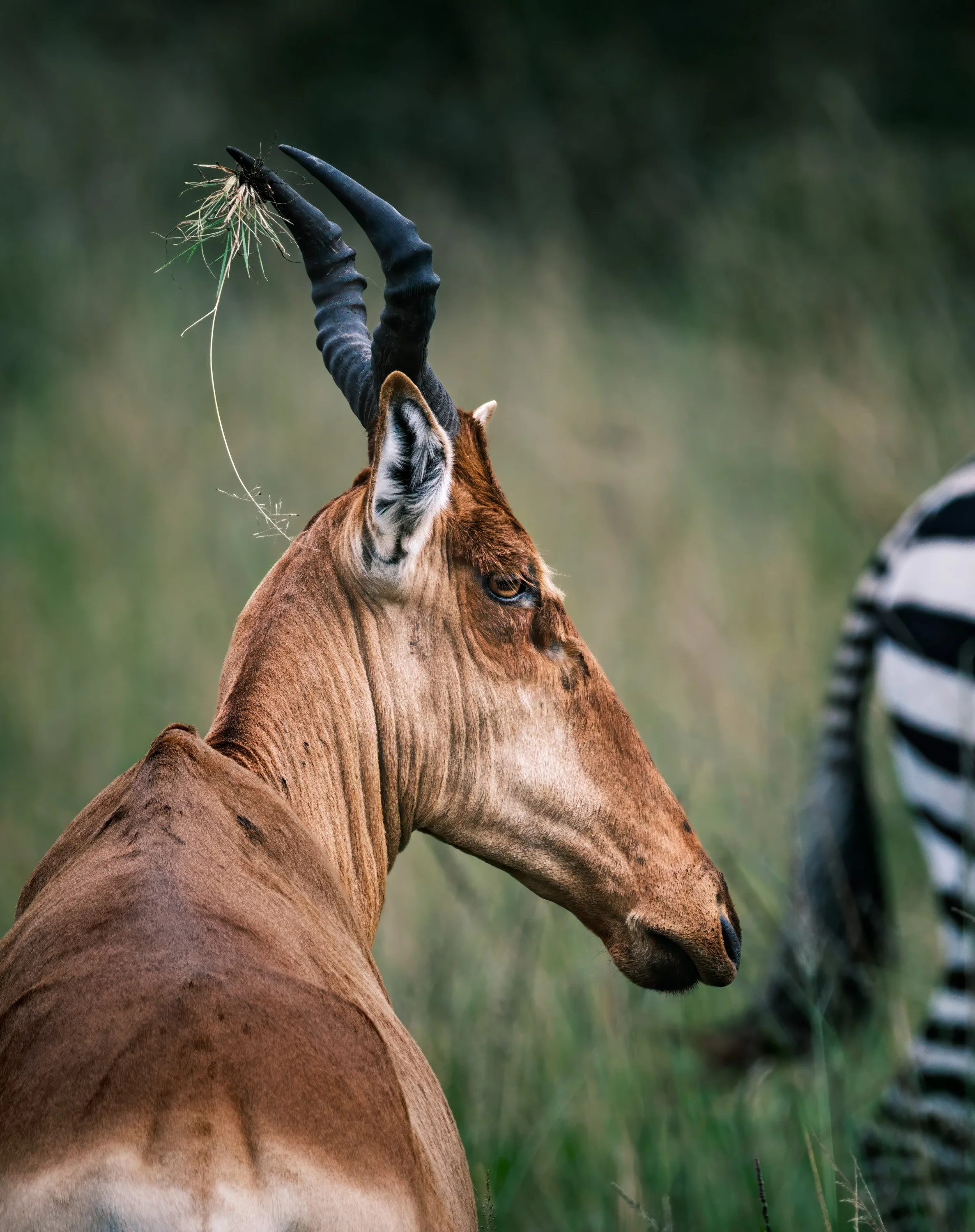 Saving Some for Later  |  Mara North Conservancy, Kenya