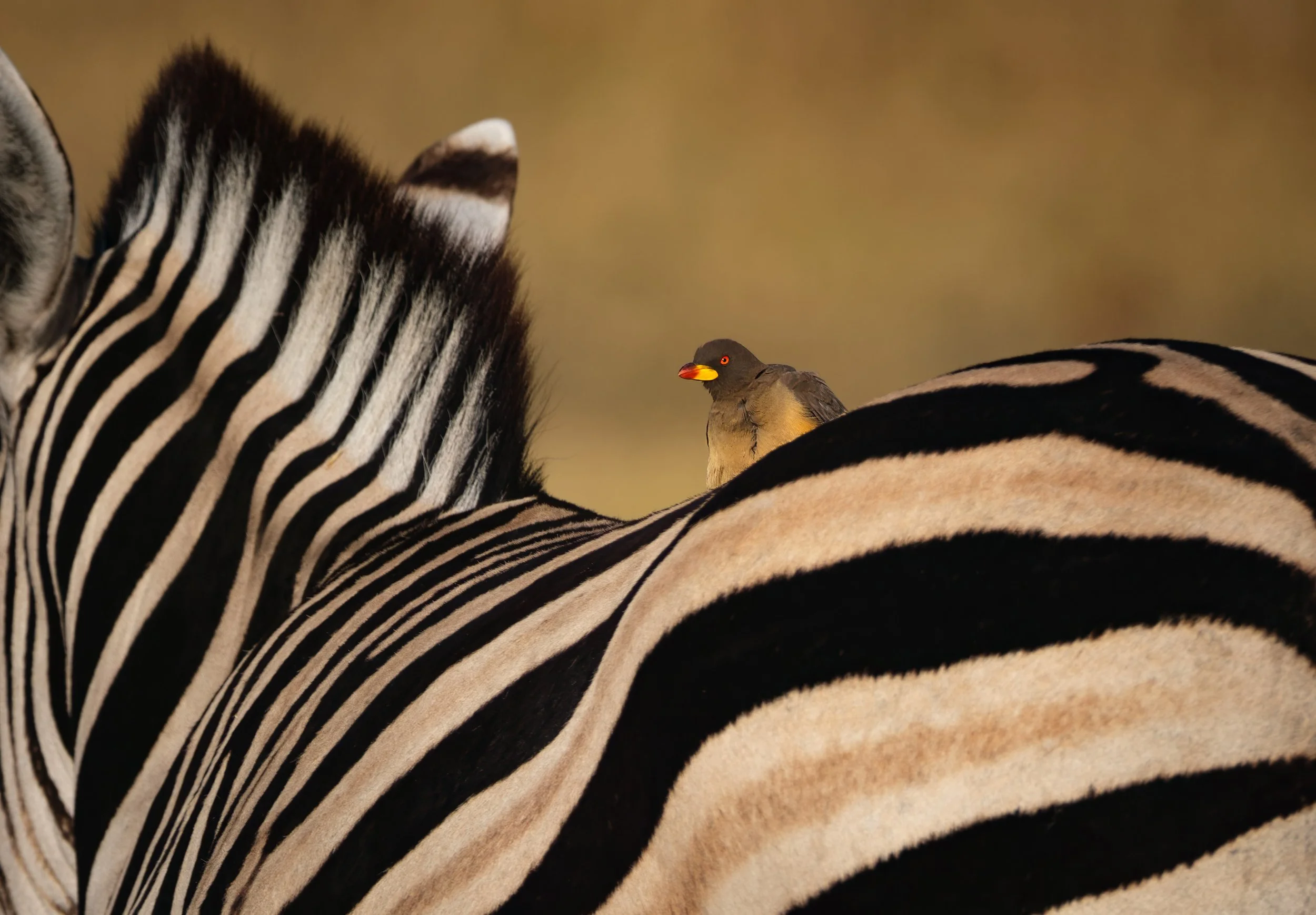 The Hitchhiker - Yellow-billed Oxpecker  |  Okavango Delta, Botswana