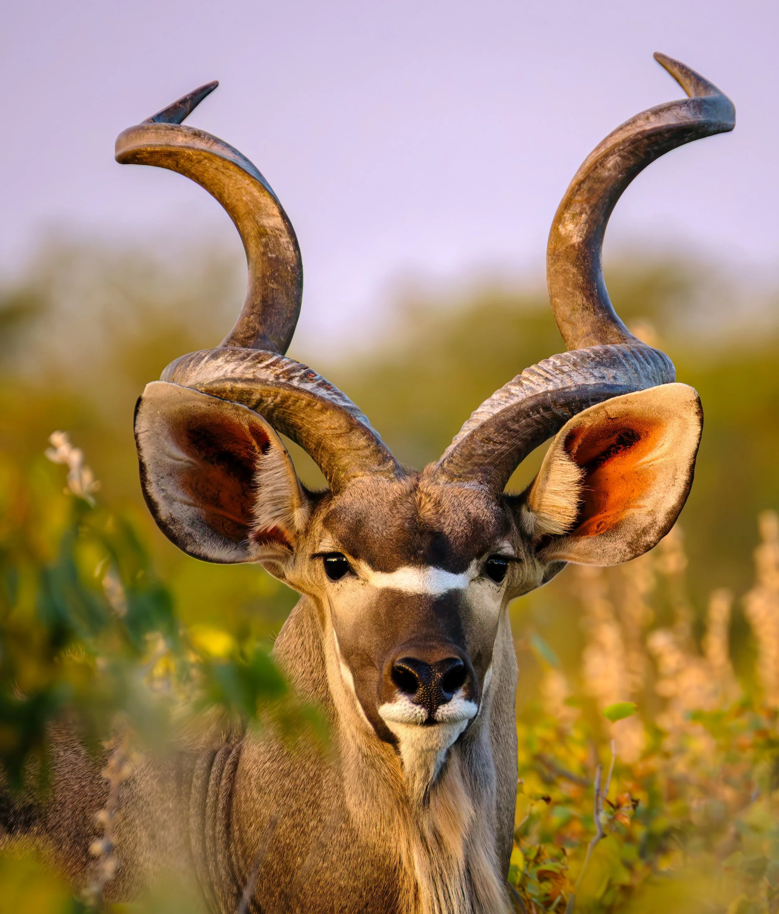 Handsome Fella - Greater Kudu  |  Etosha National Park, Namibia