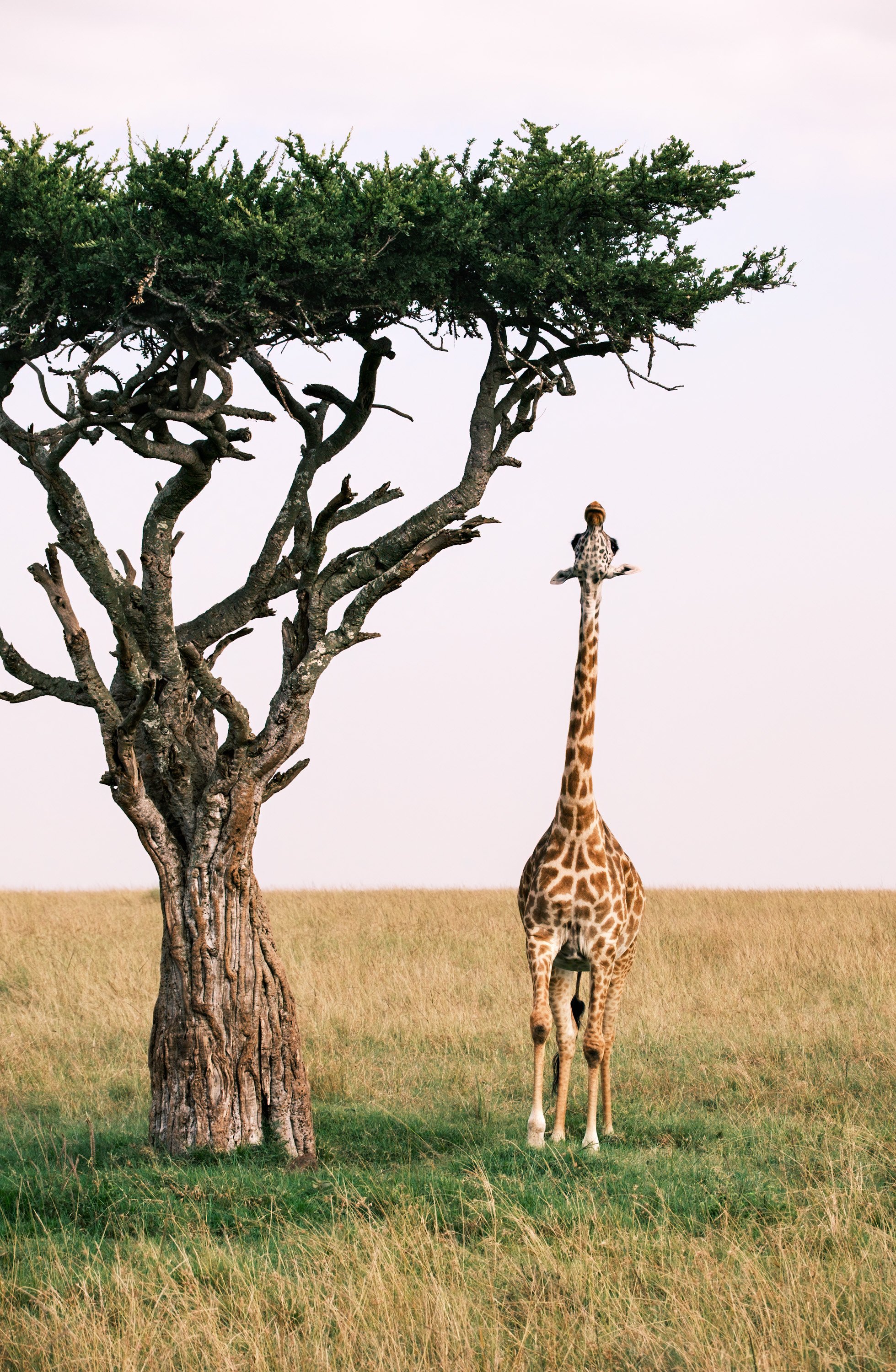 Wish I Was a Lil' Bit Taller...  |  Mara North Conservancy, Kenya