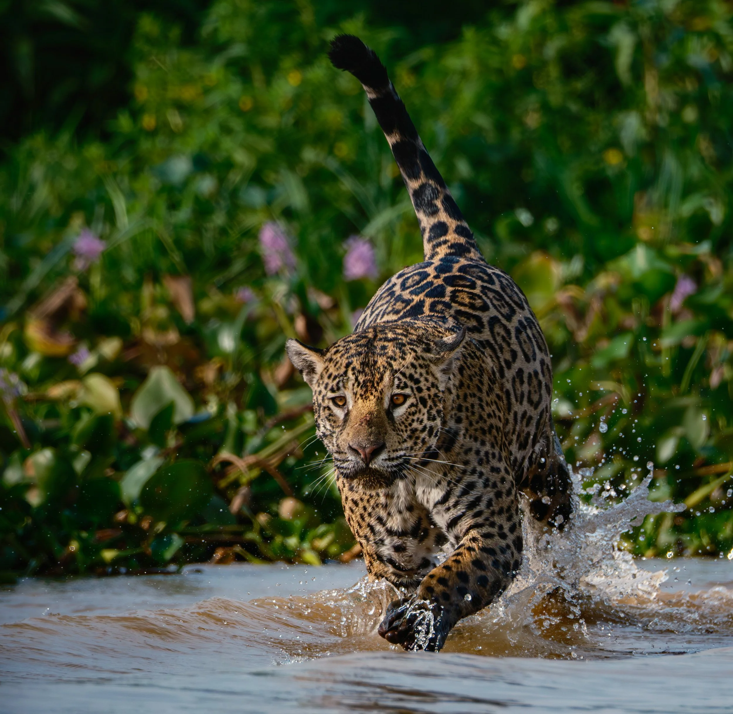 Jaguar on the Prowl  |  Pantanal, Brazil