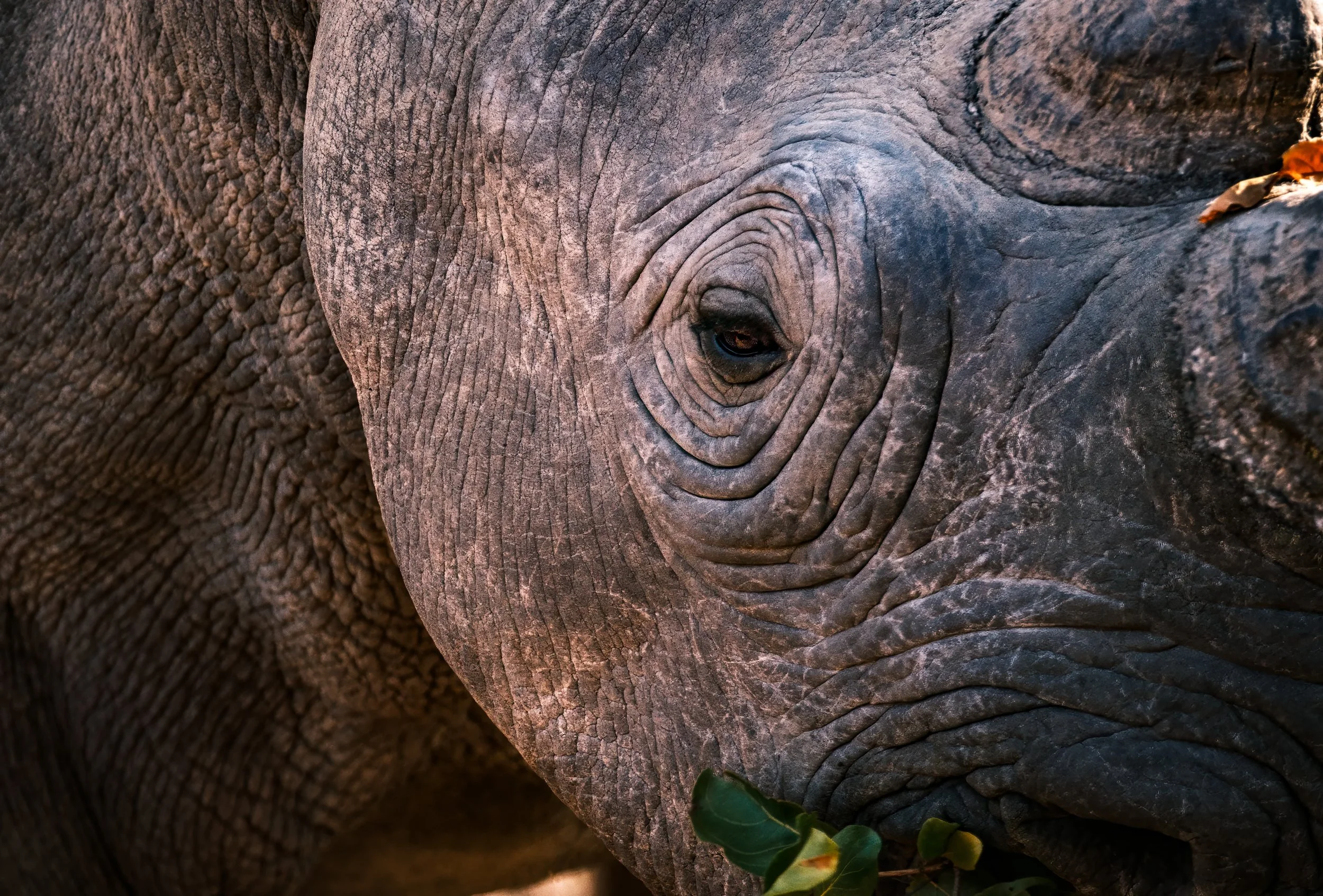 Black Rhinoceros  |  Stanley & Livingstone Reserve, Zimbabwe