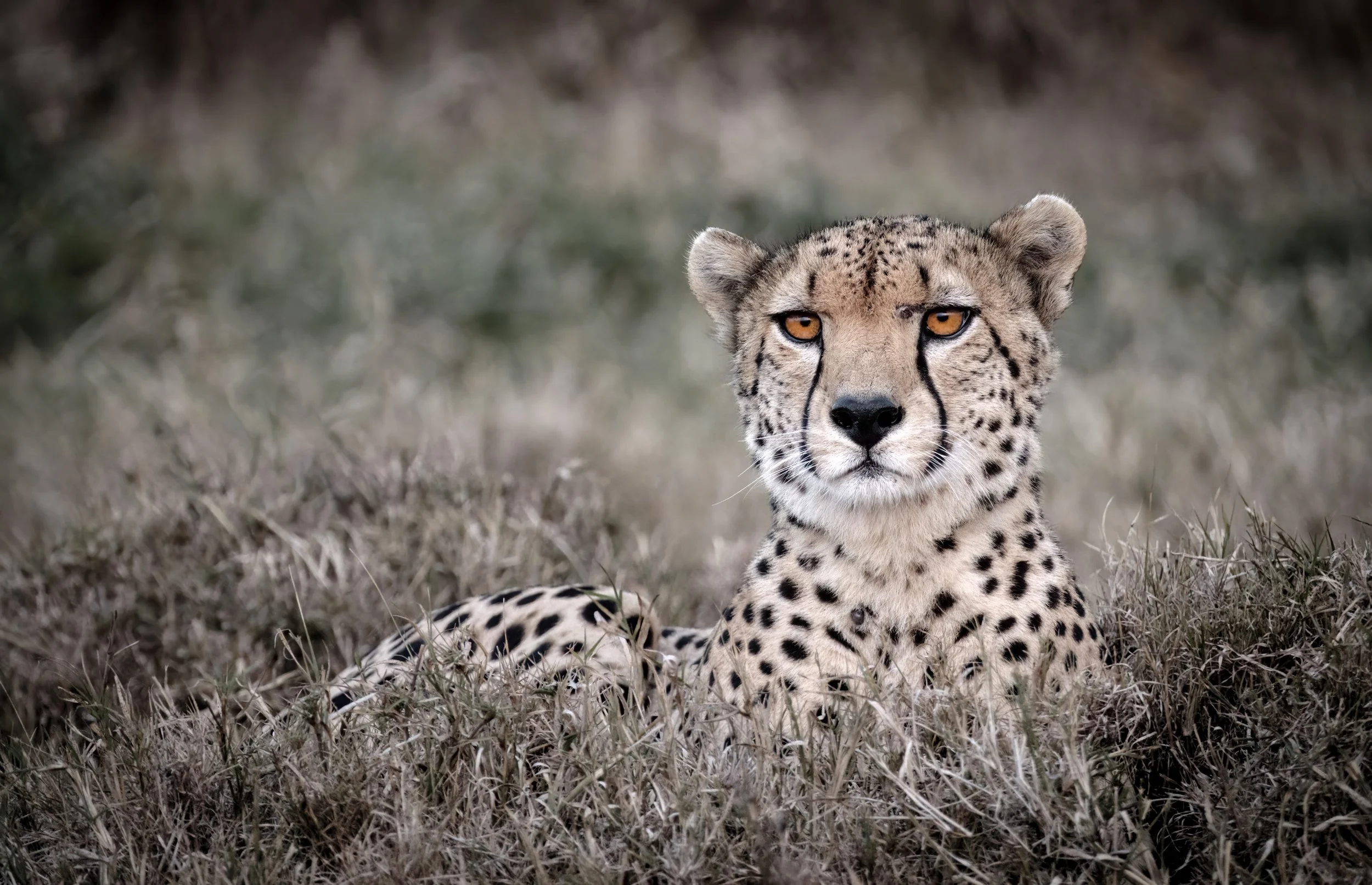 Cheetah Bachelor  |  Ol Pejeta Conservancy, Kenya