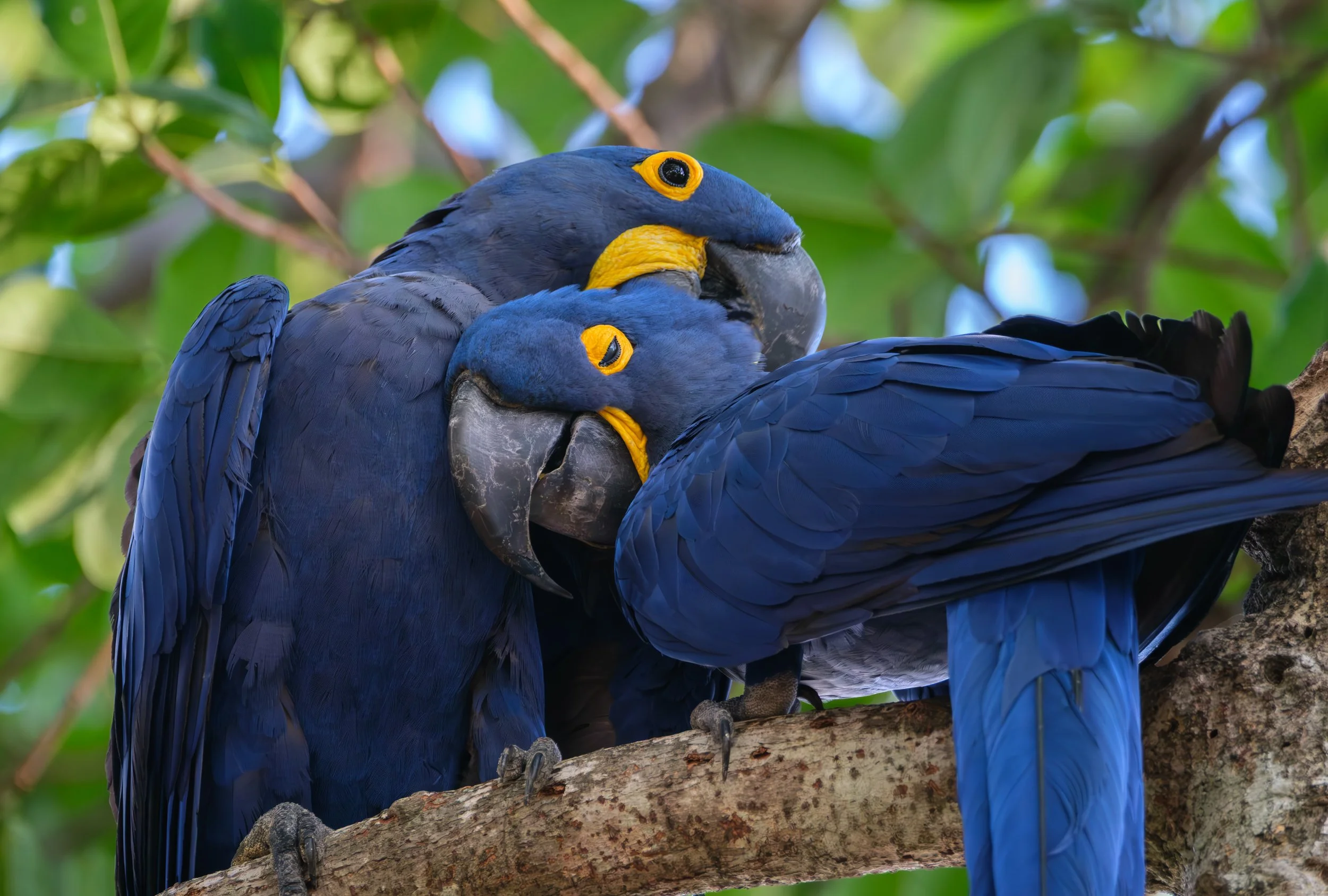 Lovebirds - Hyacinth Macaws  |  Pantanal, Brazil
