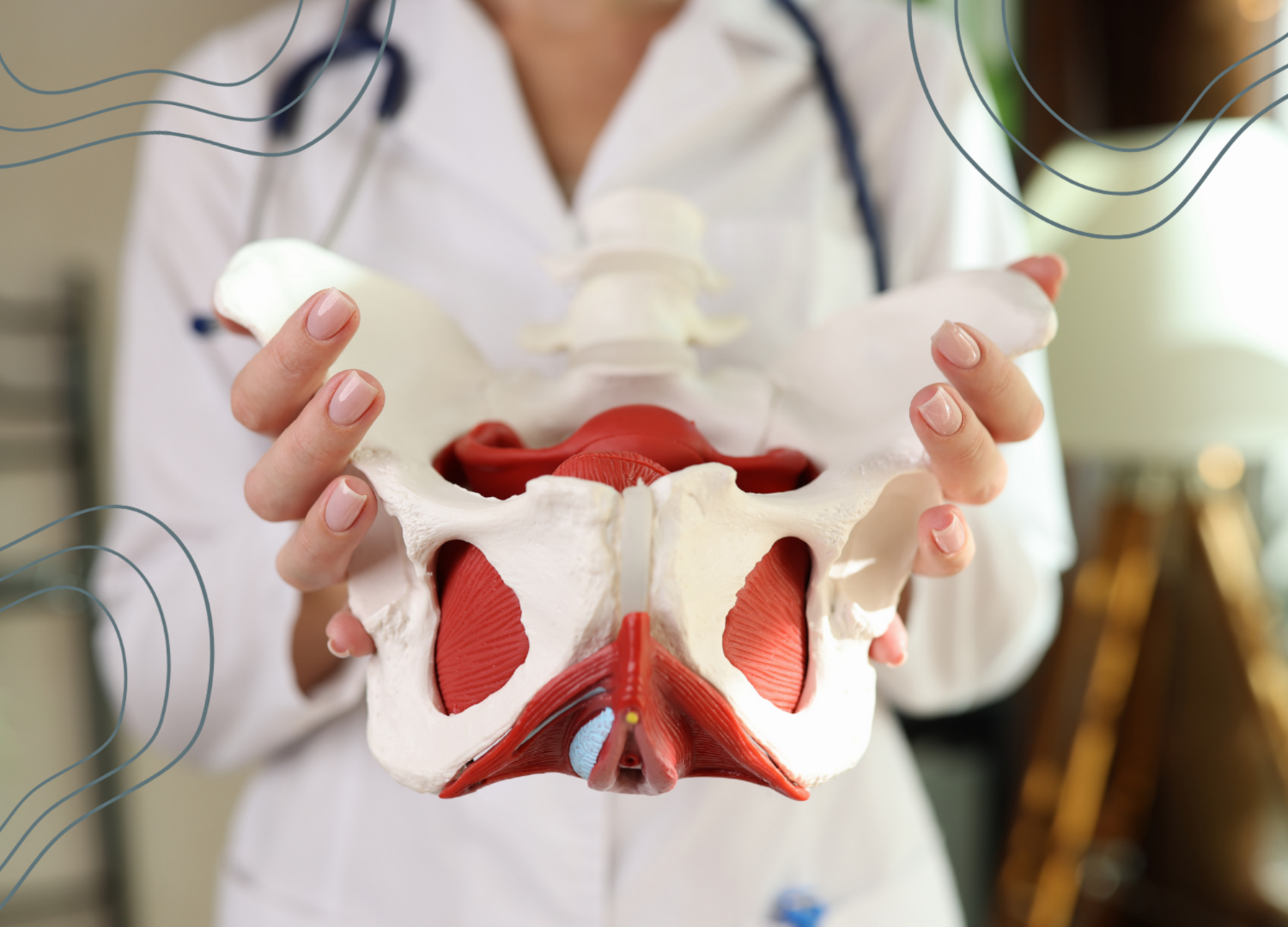 Person holding a pelvic anatomy model with skeletal and muscle structures.