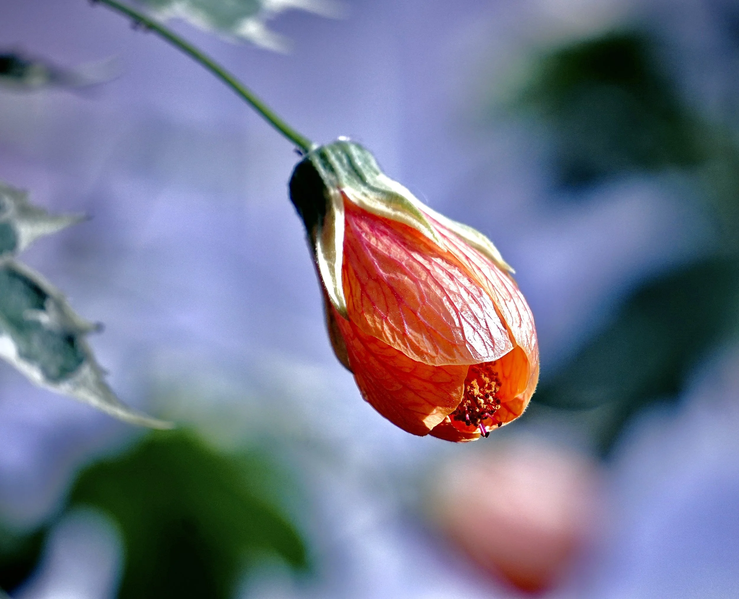 Something Special is about to Bloom.JPG