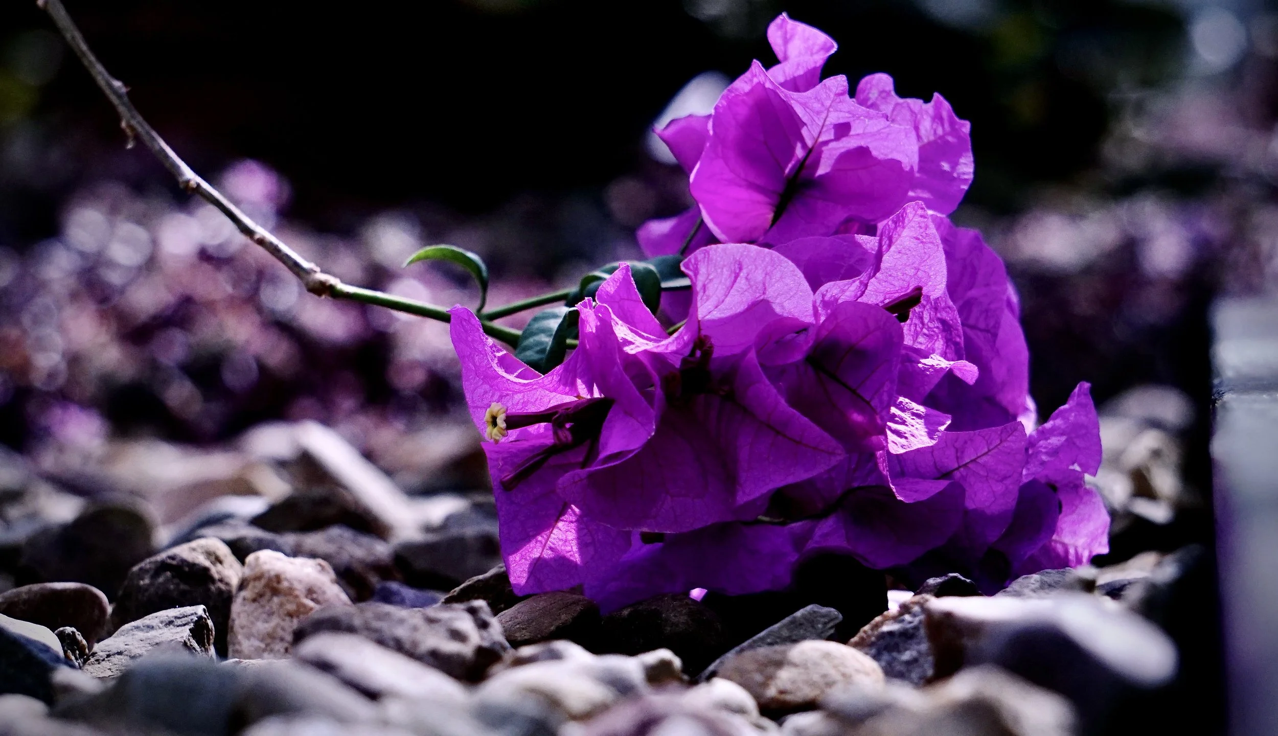 Purple Layin.JPG