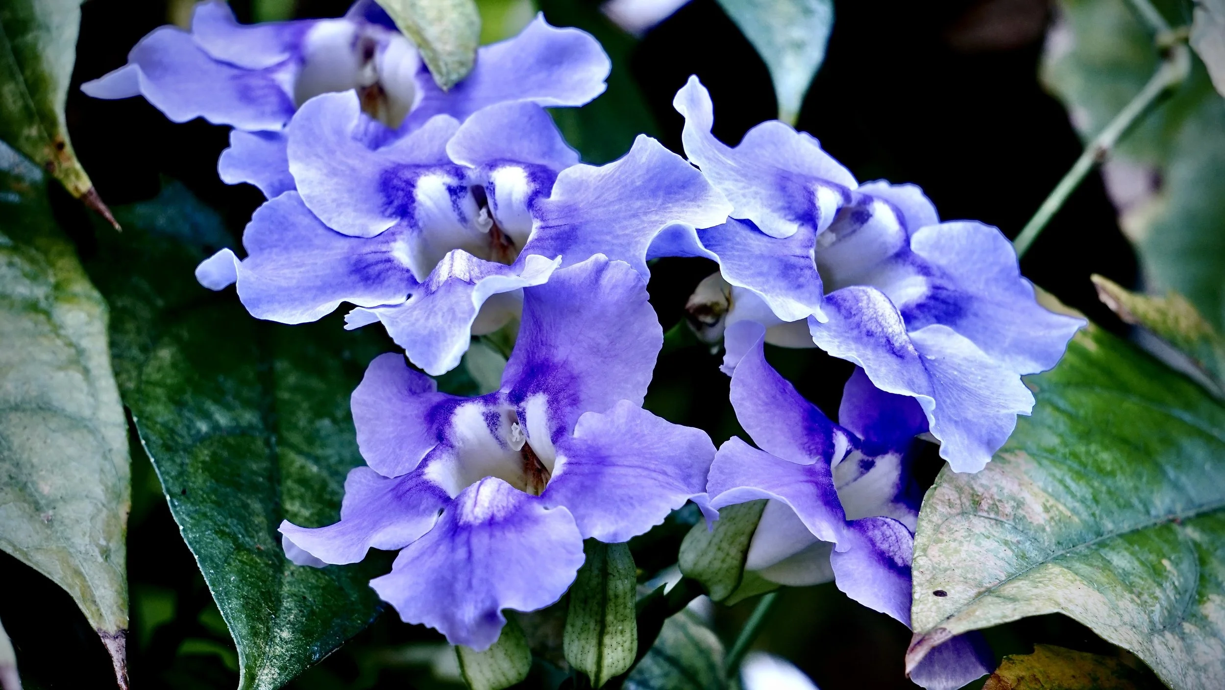 Sweet Lady Lavendar .JPG