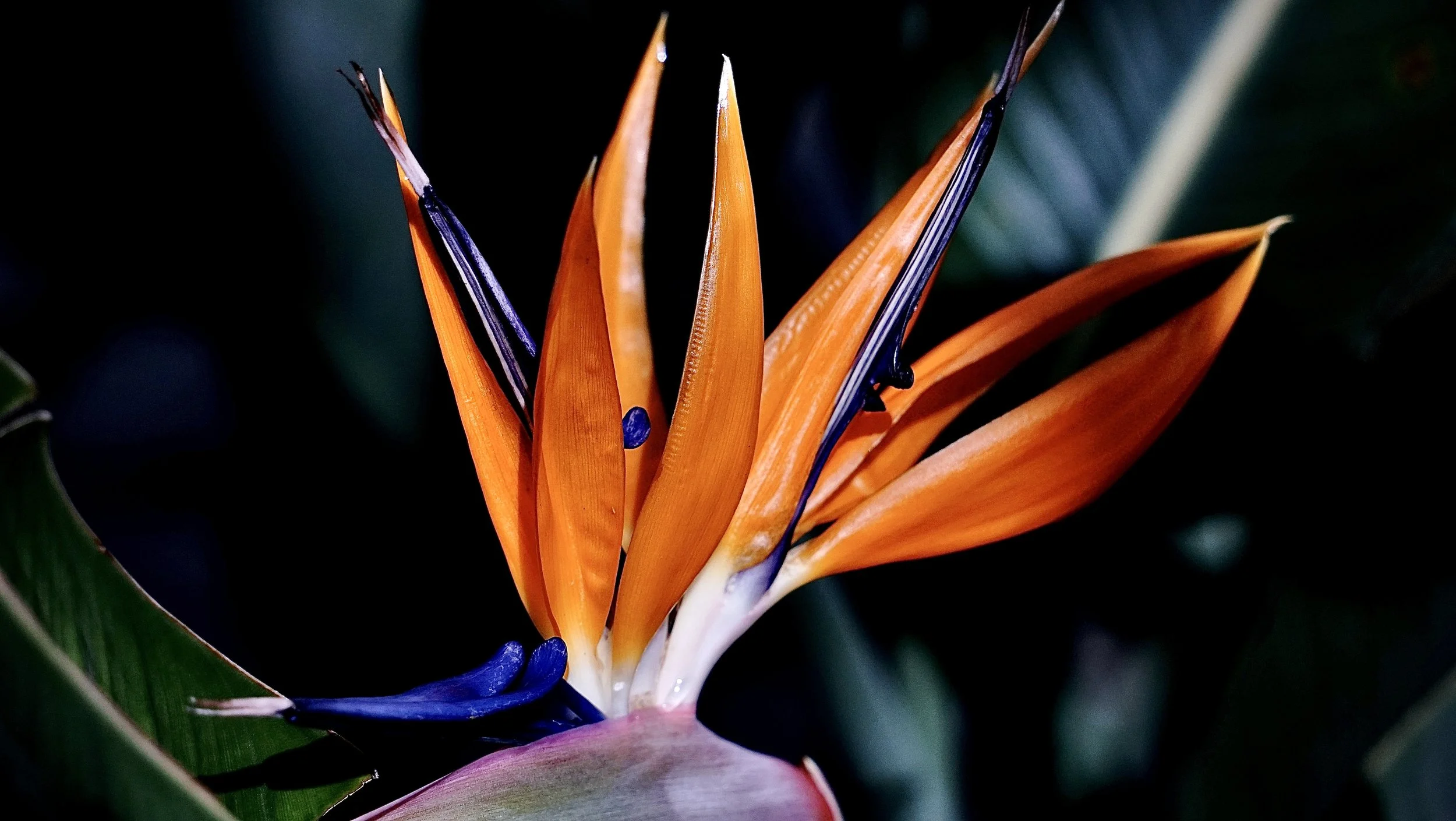 The Bird of Paradise.JPG