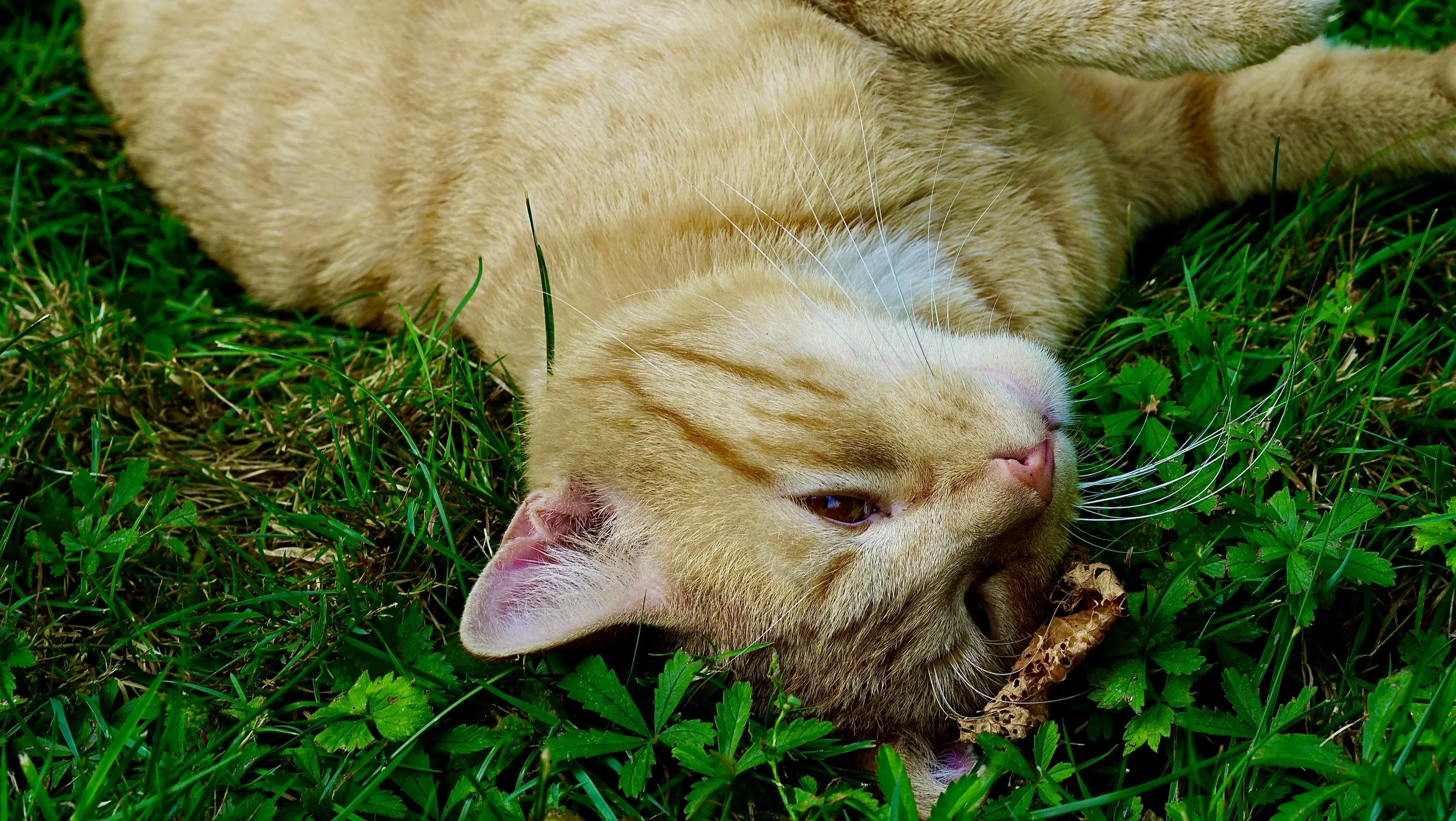 DSC08727.JPG