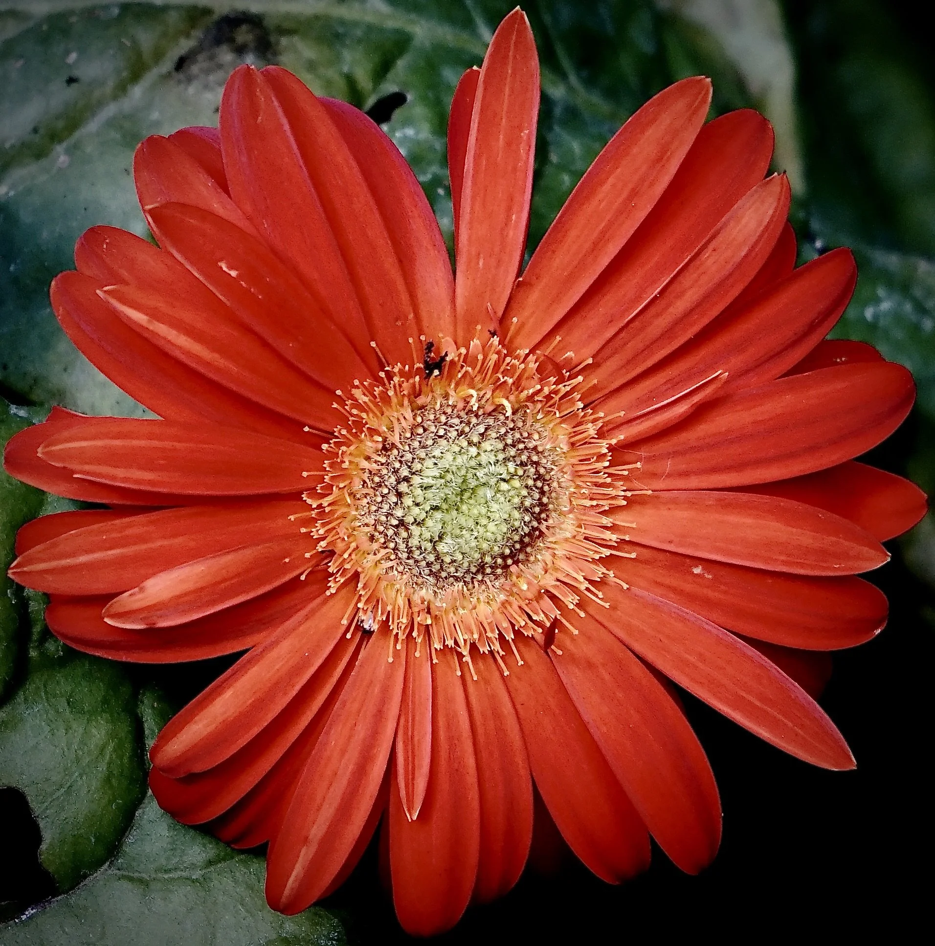 Tomato Flower.JPG