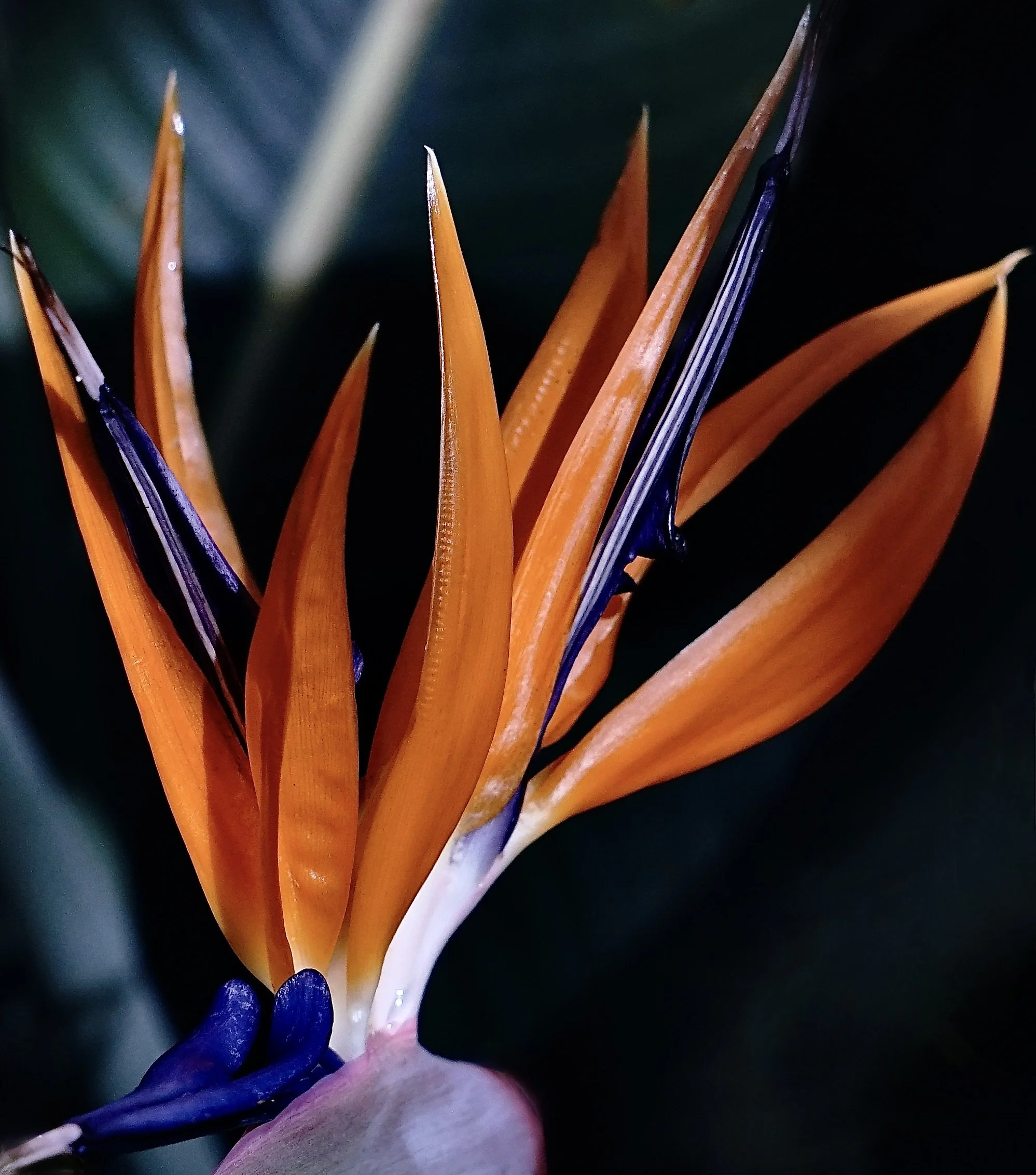 Bird of Paradise CU.JPG