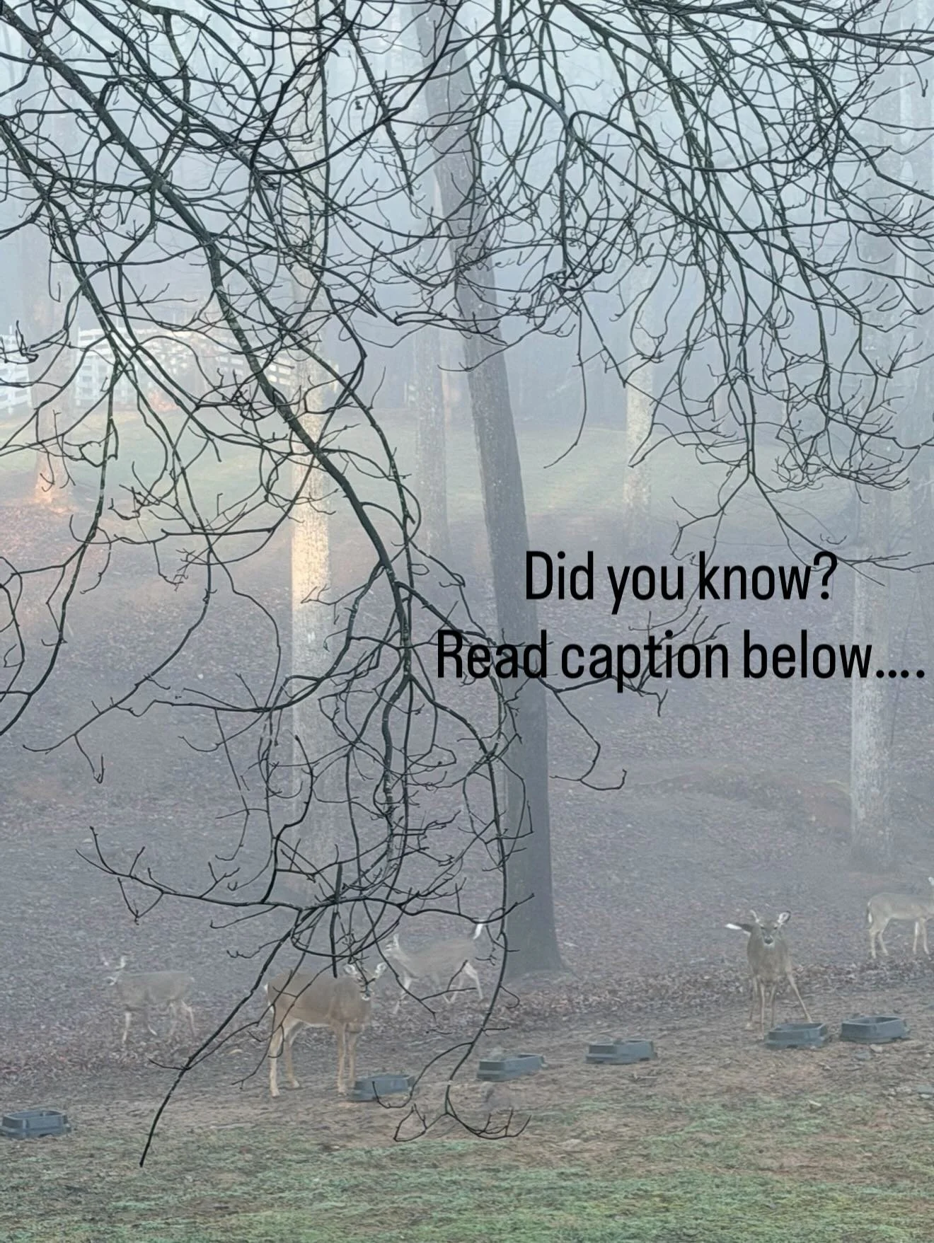 Did you know?

My birth name &mdash; first and middle &mdash; is Dia Fawn, so I&rsquo;ve always felt a special connection with deer. As a licensed wildlife rehabilitator, I care for these beautiful animals.

But it was when I went to Maui for my own 
